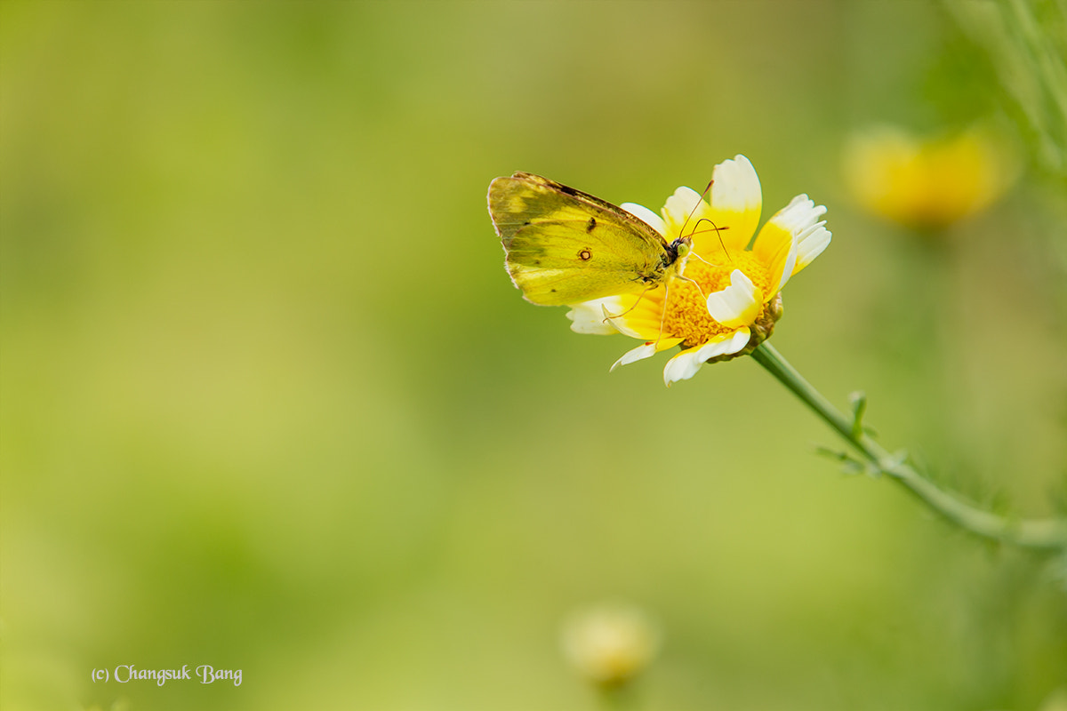 Canon EOS-1D X sample photo. Butterfly photography