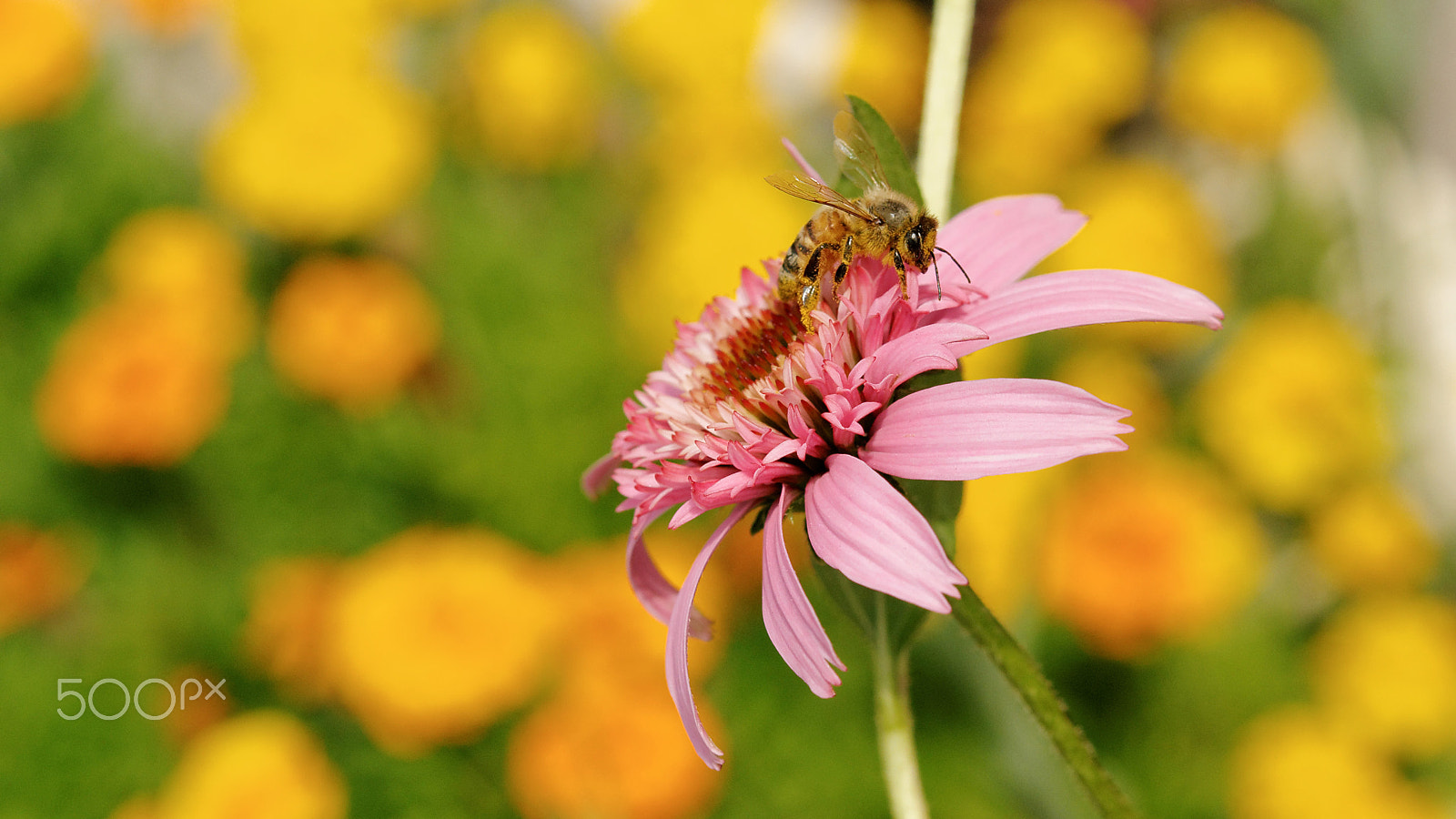 Nikon AF-S Micro-Nikkor 60mm F2.8G ED sample photo. Echinacea photography