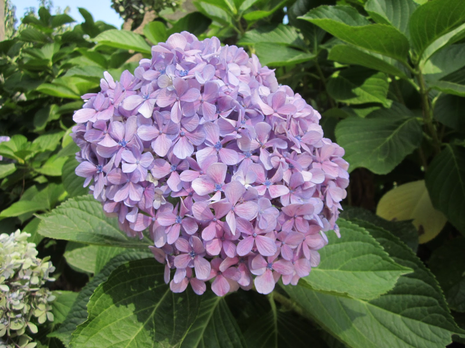 Canon PowerShot SD1300 IS (IXUS 105 / IXY 200F) sample photo. Hydrangea photography