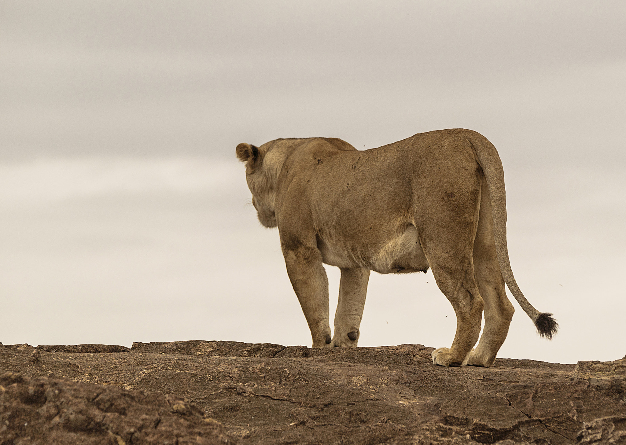 Sony 70-400mm F4-5.6 G SSM II sample photo. Masai mara-kenya photography