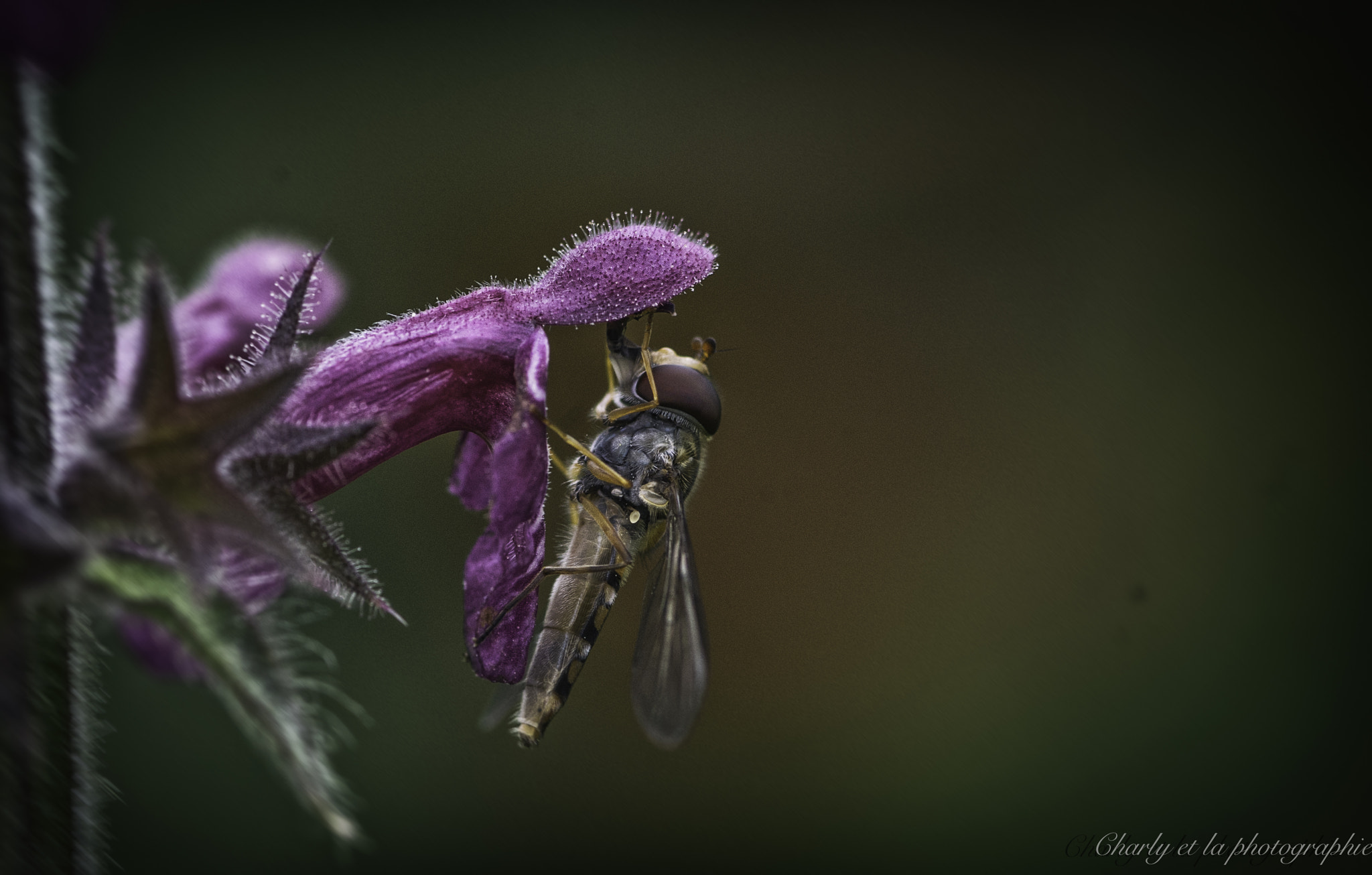 Pentax smc D-FA 100mm F2.8 Macro WR sample photo. Bee photography