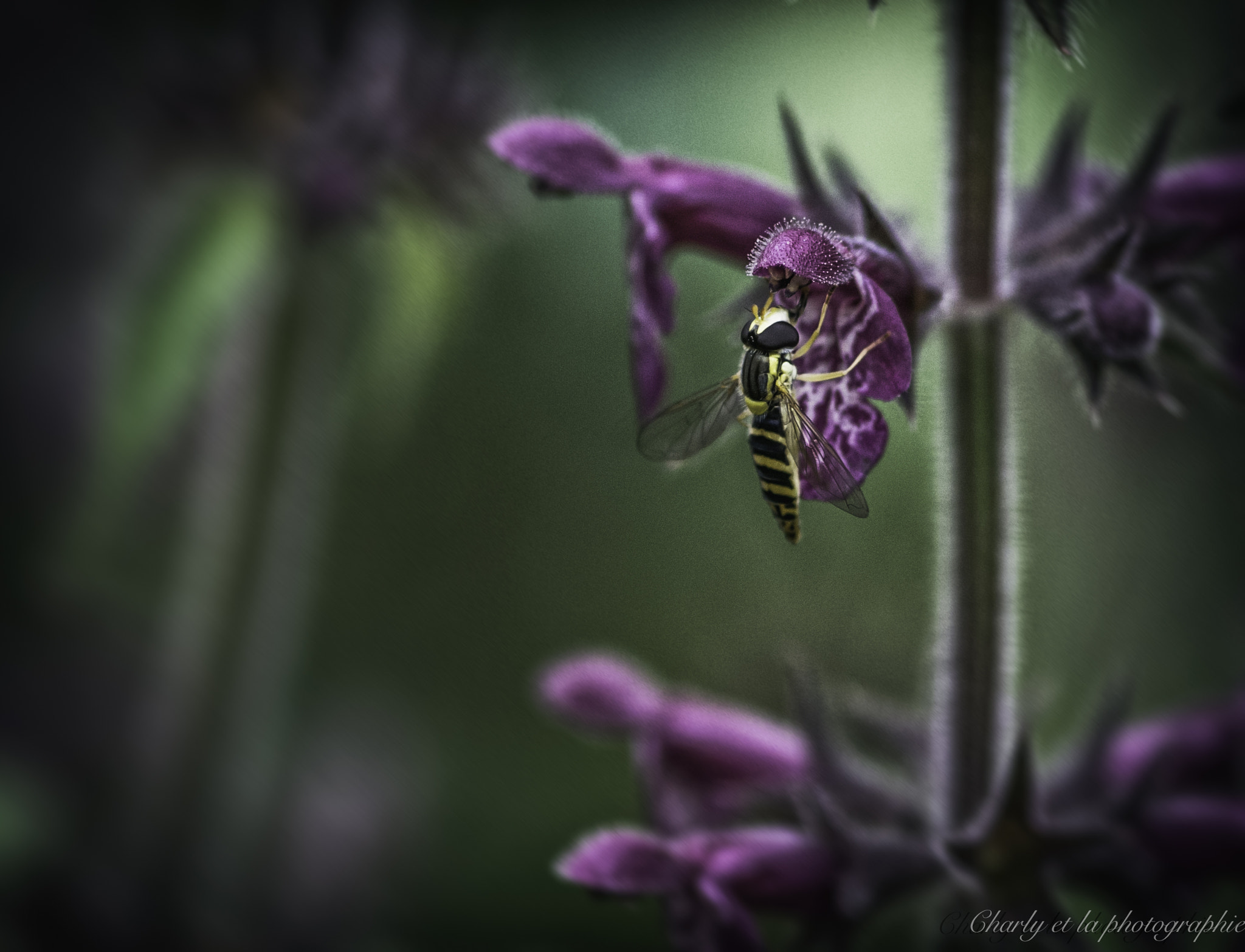 Pentax K-30 + Pentax smc D-FA 100mm F2.8 Macro WR sample photo. Bee photography