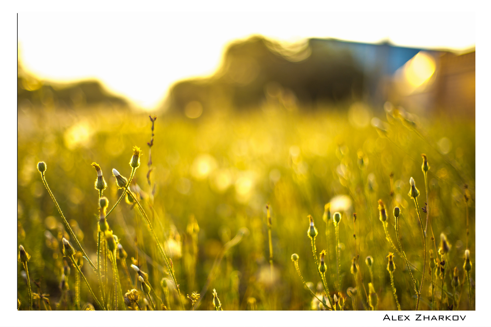 Canon EOS 6D + Canon EF 50mm F1.4 USM sample photo. Закат  photography