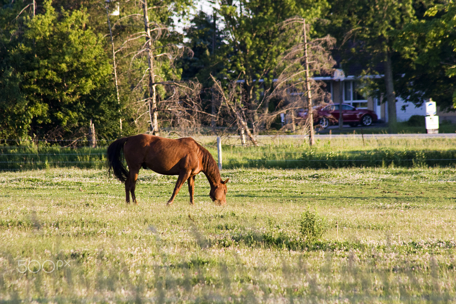 Canon EF 75-300mm f/4-5.6 USM sample photo. Horse photography