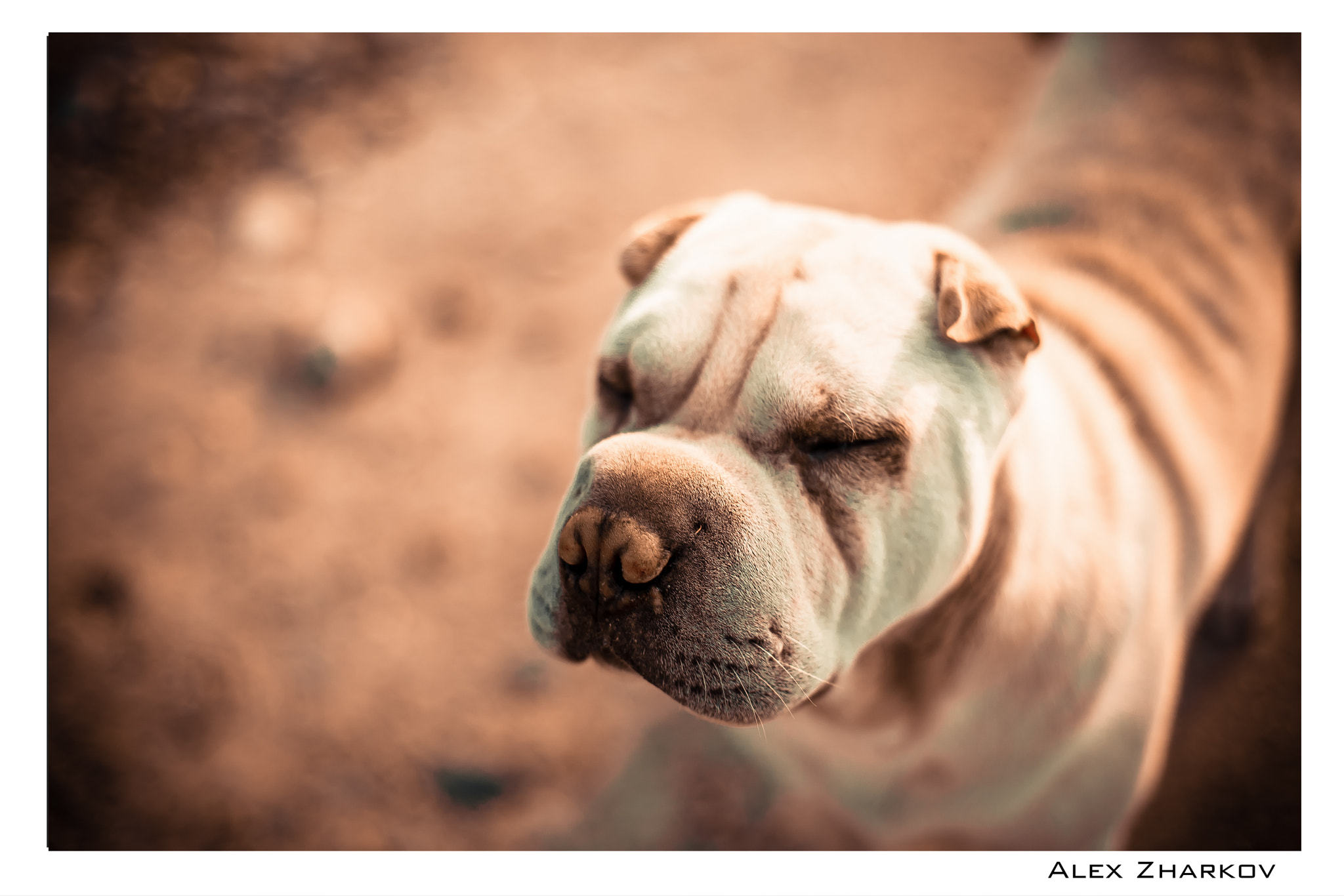 Canon EOS 6D + Canon EF 50mm F1.4 USM sample photo. Dog photography