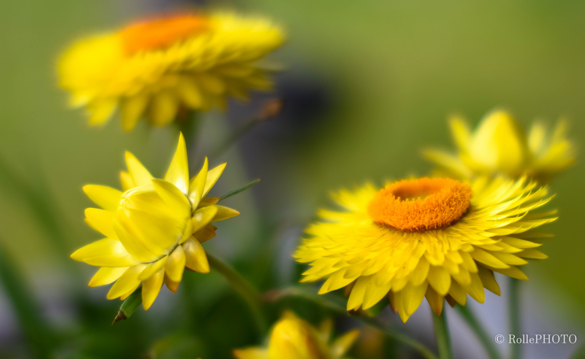 Sigma 50mm F1.4 EX DG HSM sample photo. Yellow summerflowers photography