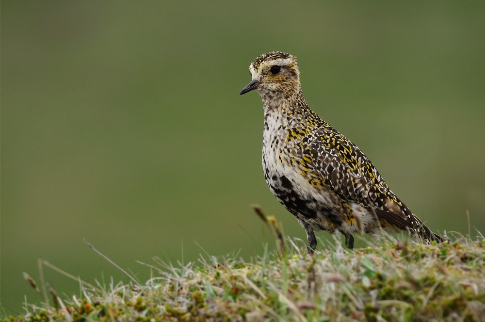 Nikon D90 + Nikon AF-S Nikkor 300mm F4D ED-IF sample photo. European golden plover photography