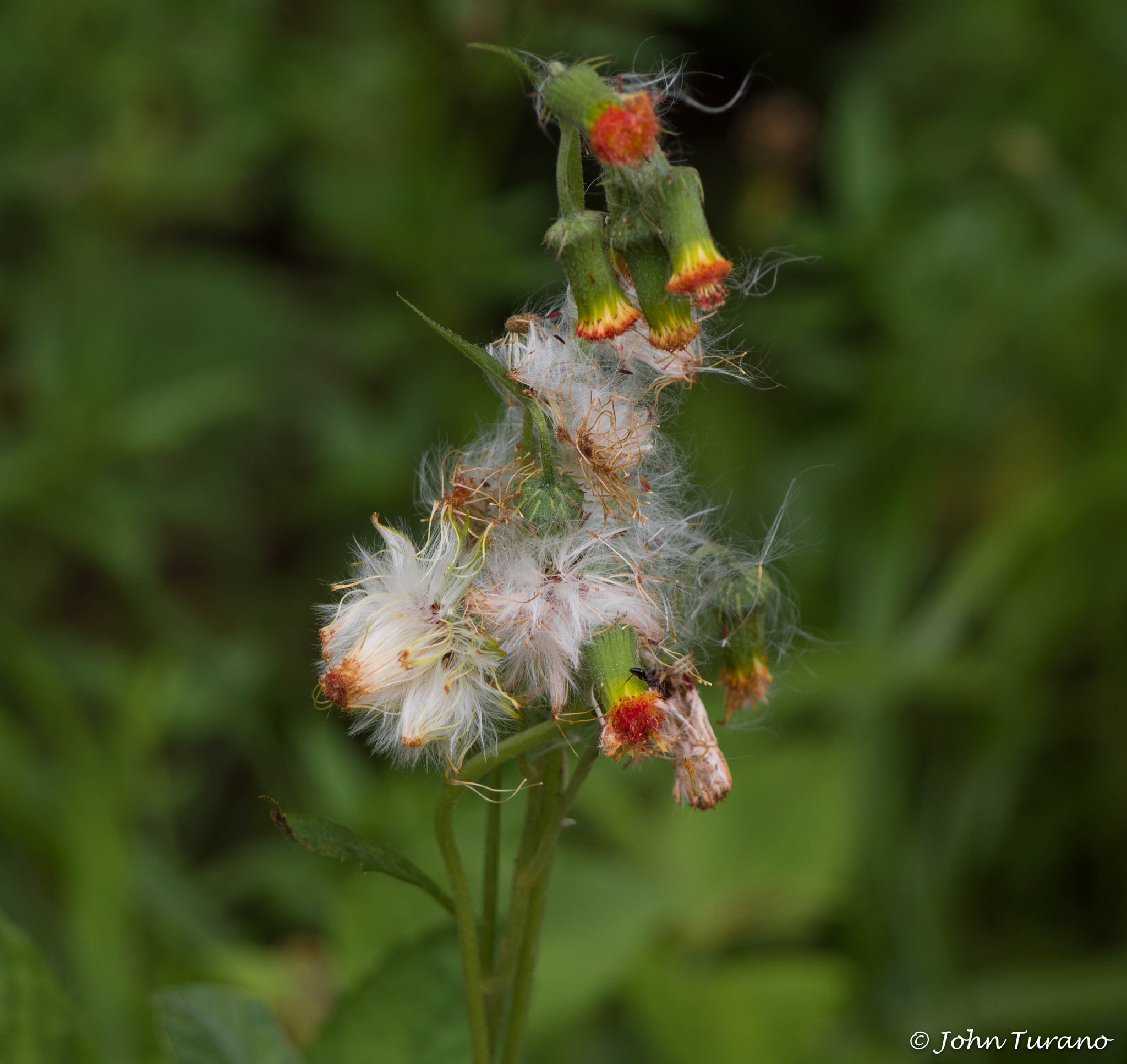 Olympus PEN E-PL7 sample photo. Gone to seed photography
