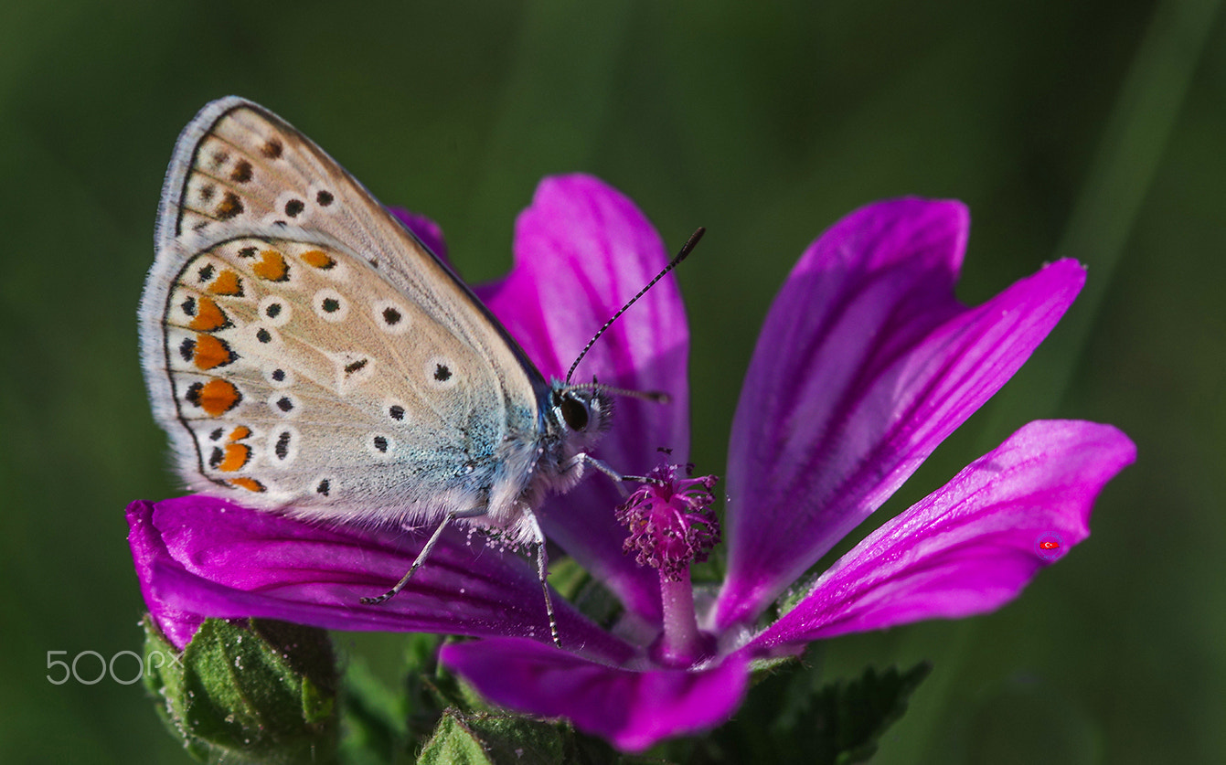 Pentax K-3 II + Sigma sample photo. Small pogo stick photography