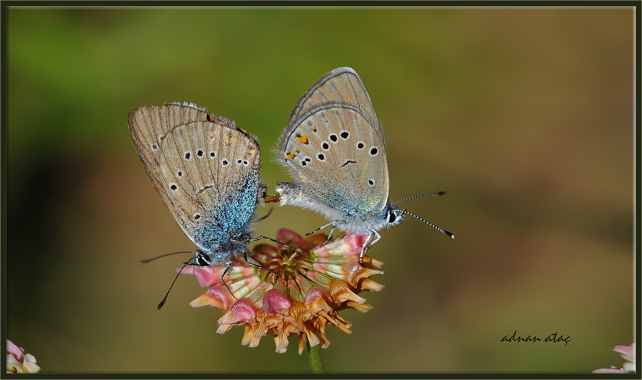 Nikon AF Micro-Nikkor 200mm F4D ED-IF sample photo. Çokgözlü güzel mavi - polyommatus bellis - greek mazarine blue photography