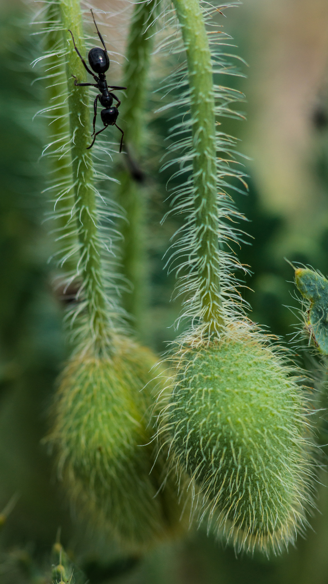 Sony SLT-A77 + Minolta AF 100mm F2.8 Macro [New] sample photo. Exploring photography