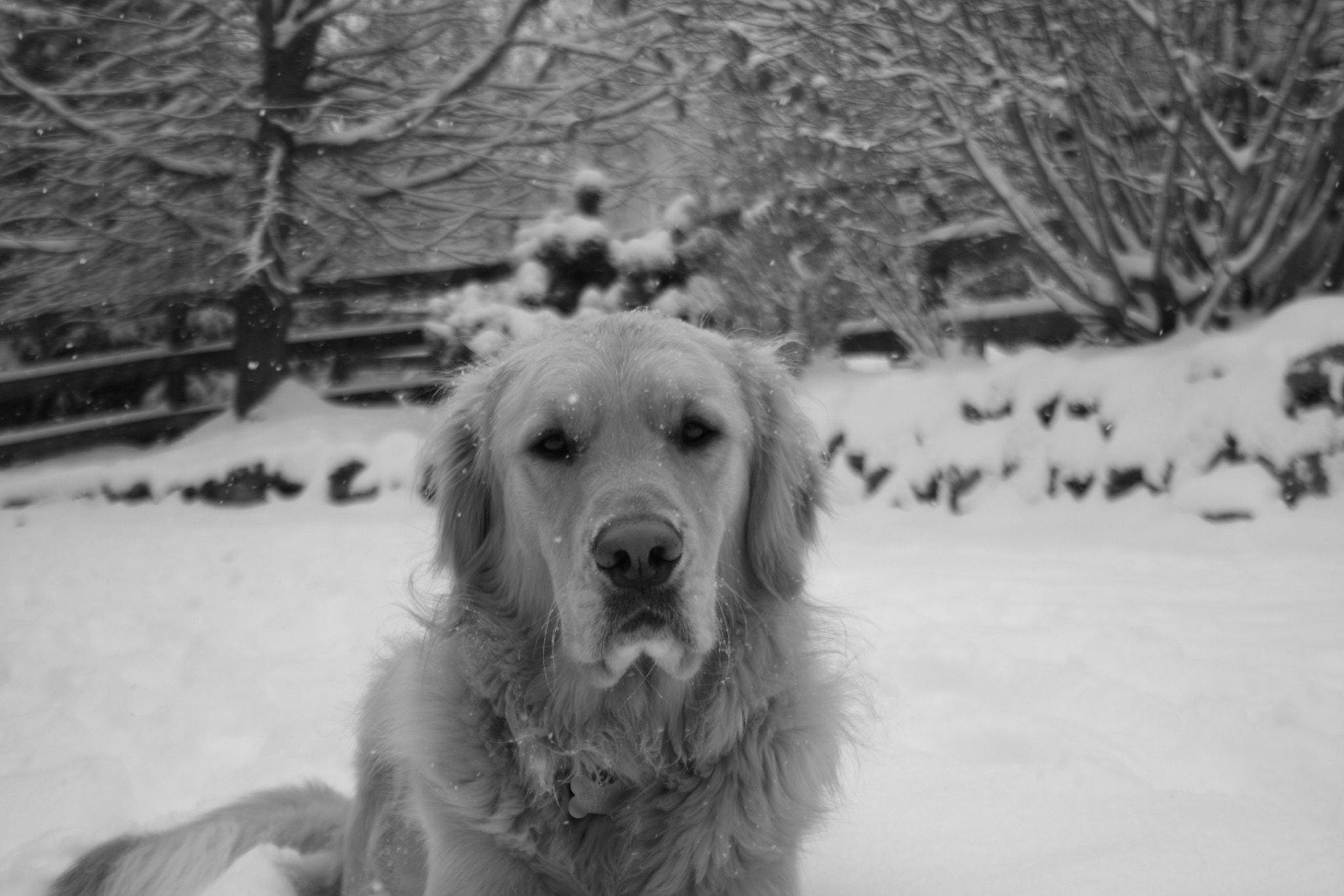 Canon EOS 400D (EOS Digital Rebel XTi / EOS Kiss Digital X) + Canon EF-S 18-55mm F3.5-5.6 sample photo. Aspen, golden retriever photography