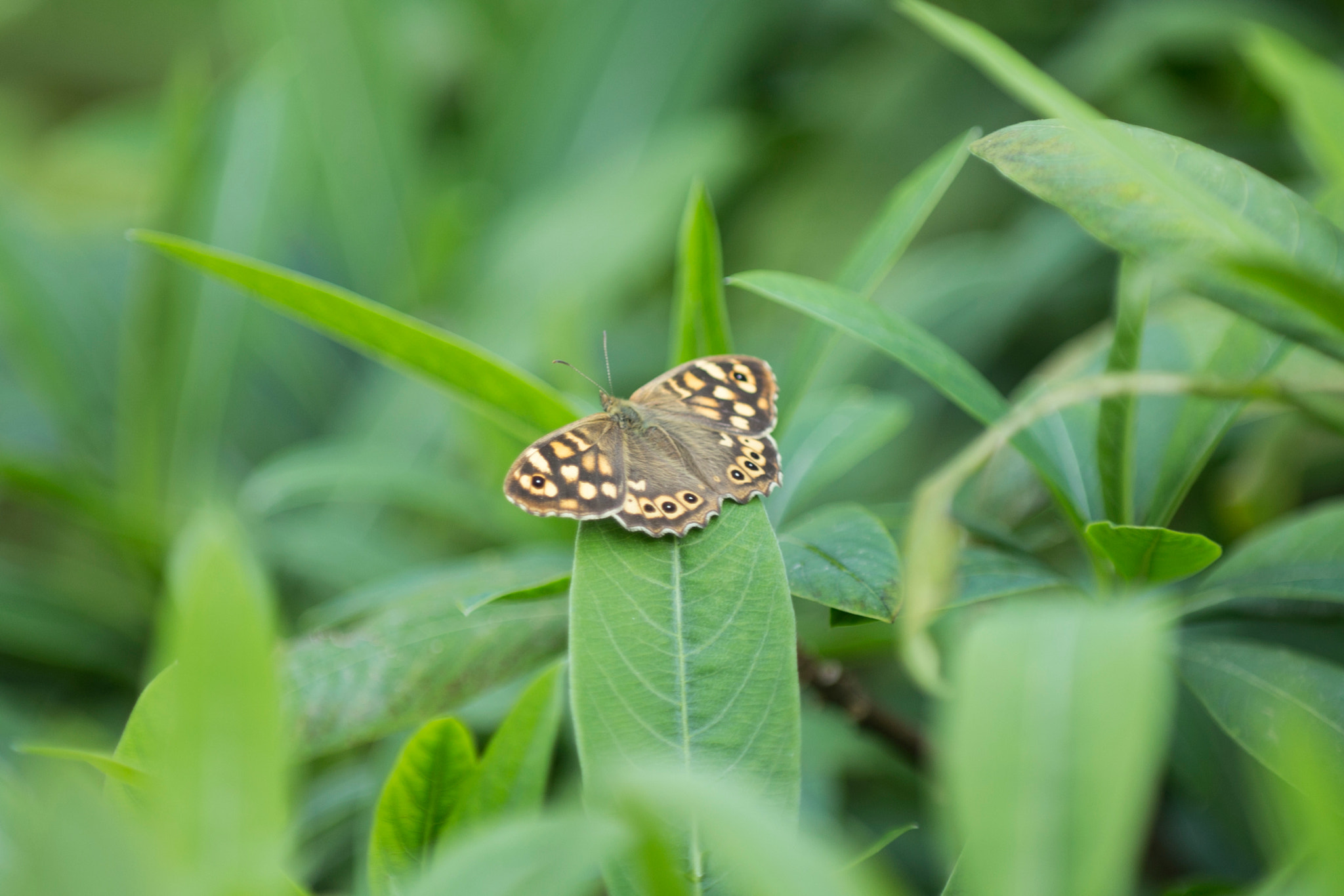 Canon EF 80-200mm f/2.8L sample photo. Macro elements 5 photography