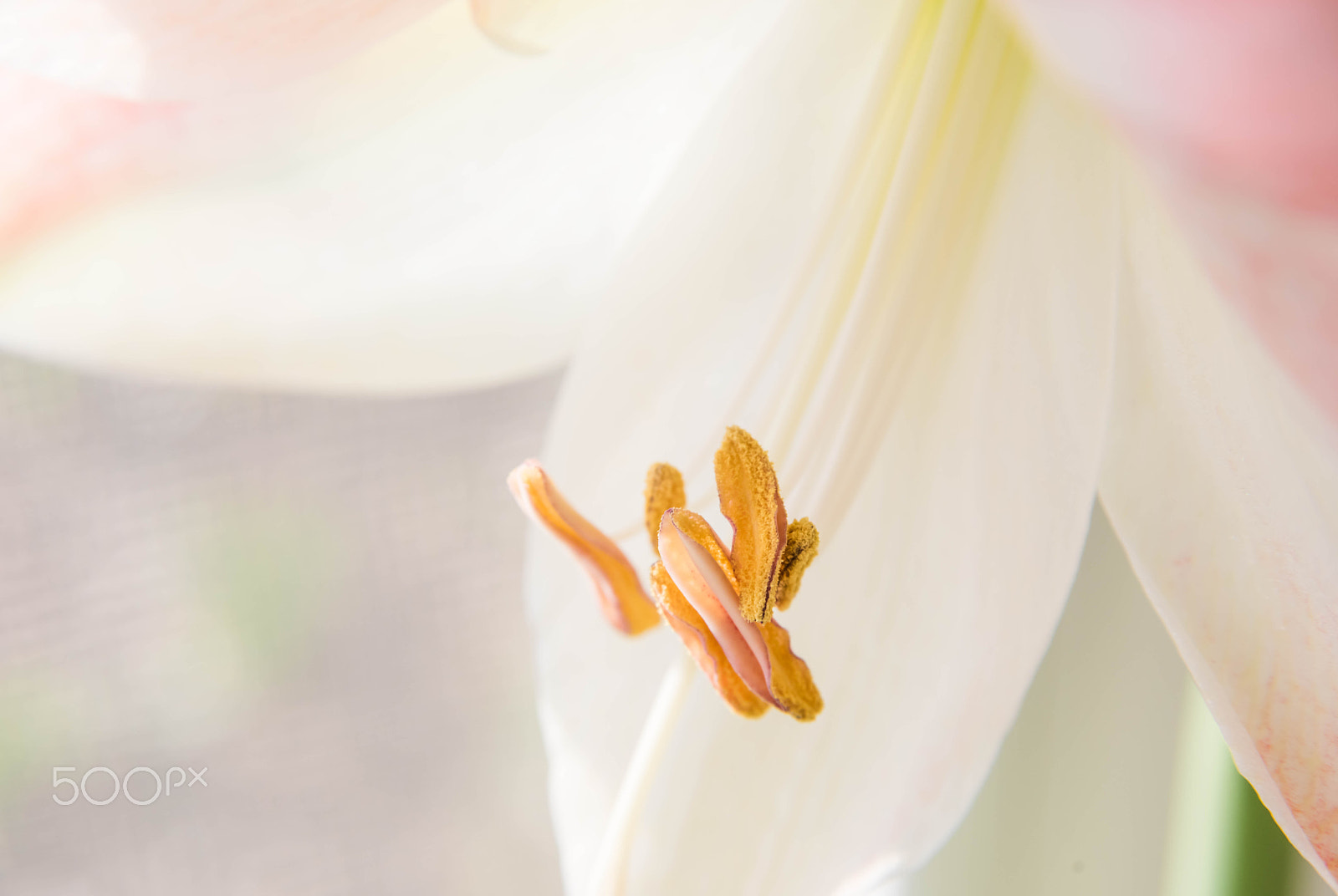 Nikon AF Nikkor 24-85mm F2.8-4D IF sample photo. Cfao photography