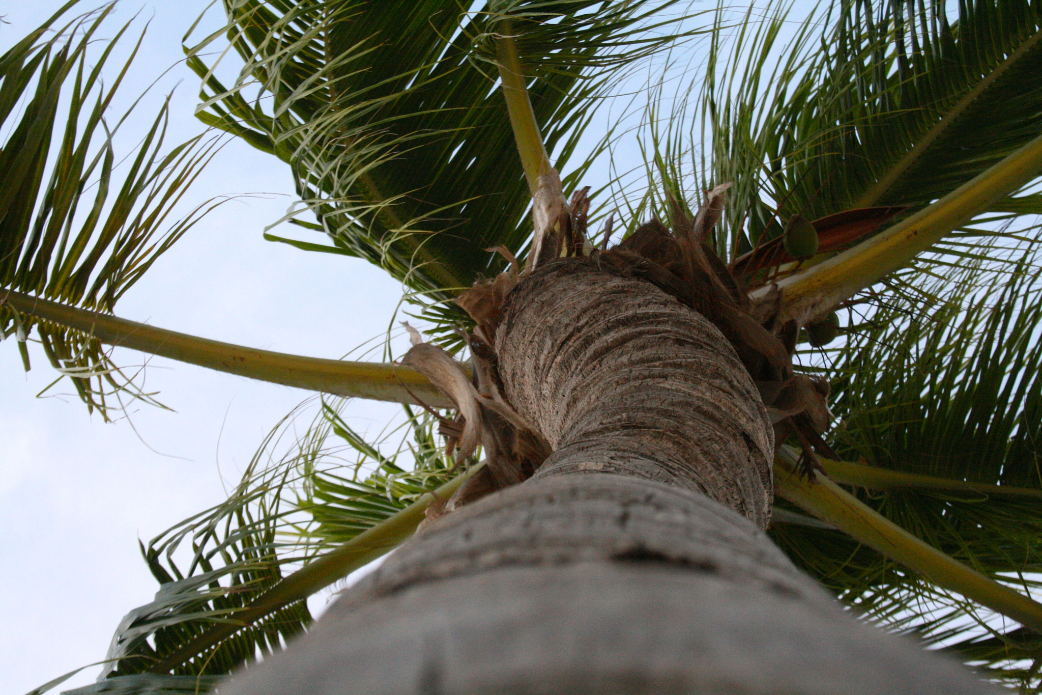 Canon EOS 400D (EOS Digital Rebel XTi / EOS Kiss Digital X) + Canon EF-S 18-55mm F3.5-5.6 sample photo. Palm tree photography