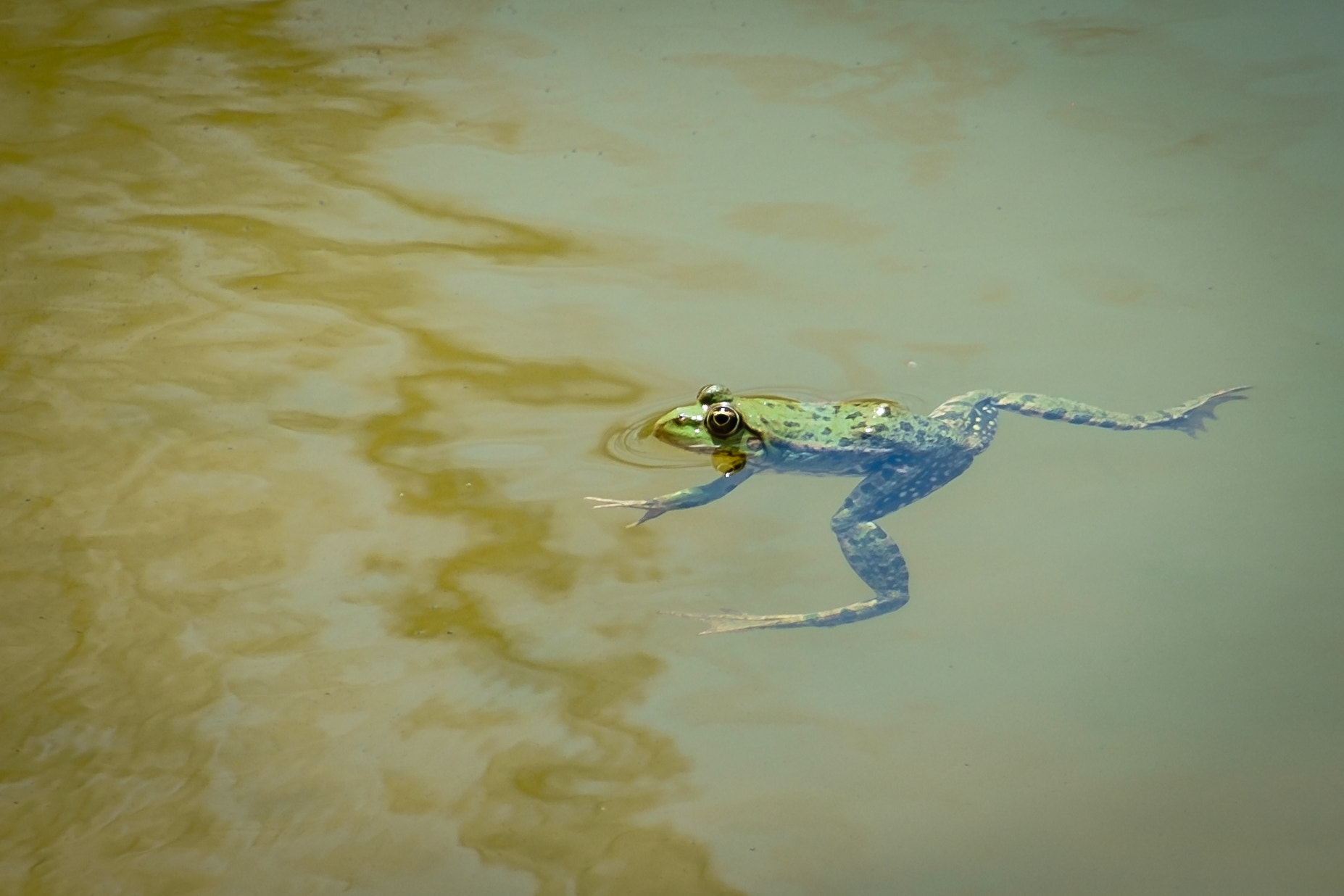 Fujifilm X-Pro1 + Fujifilm XC 50-230mm F4.5-6.7 OIS sample photo. Frog swimming and relaxing photography