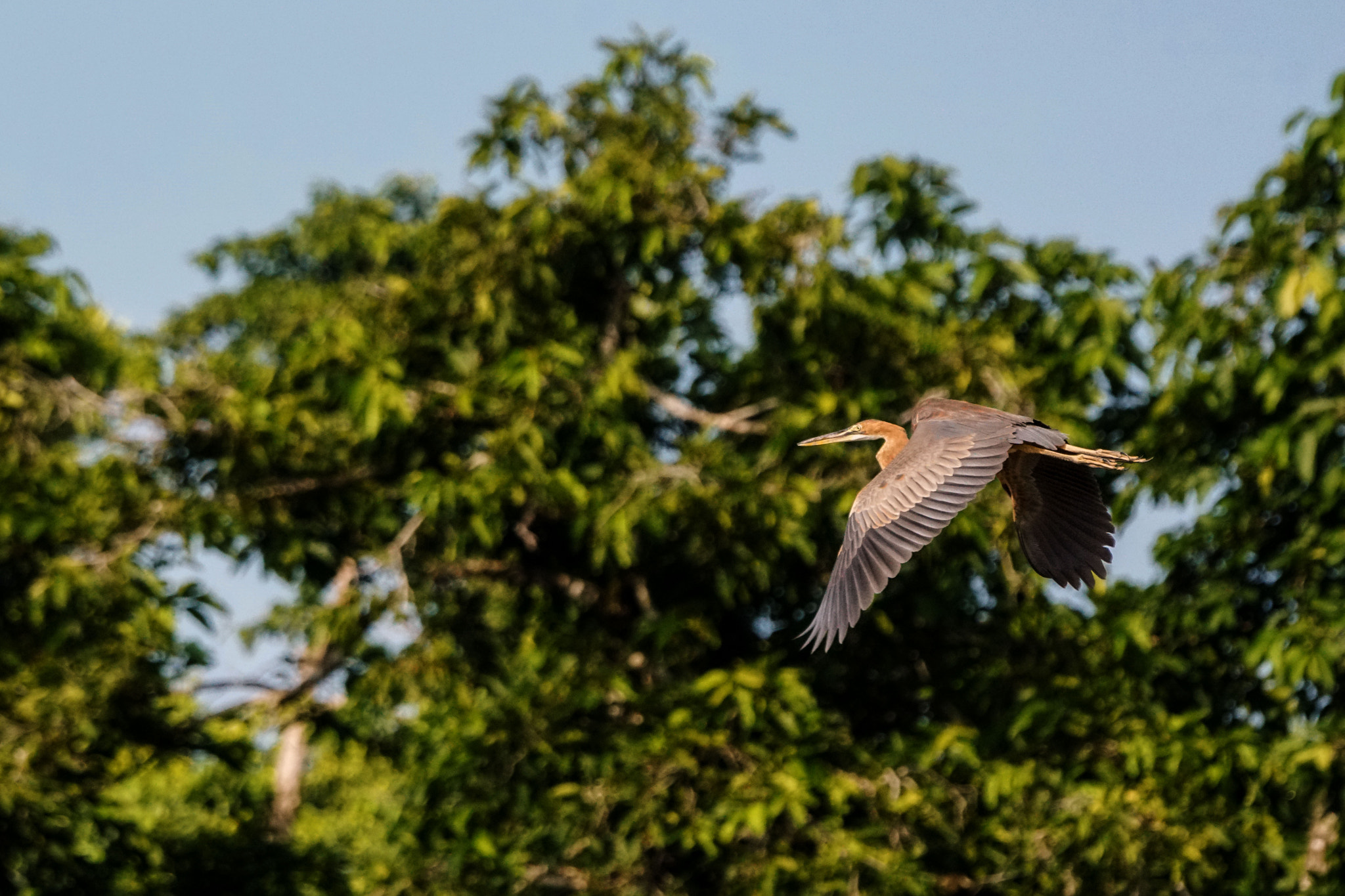 Sony ILCA-77M2 + Sony 70-400mm F4-5.6 G SSM II sample photo. Purple heron photography