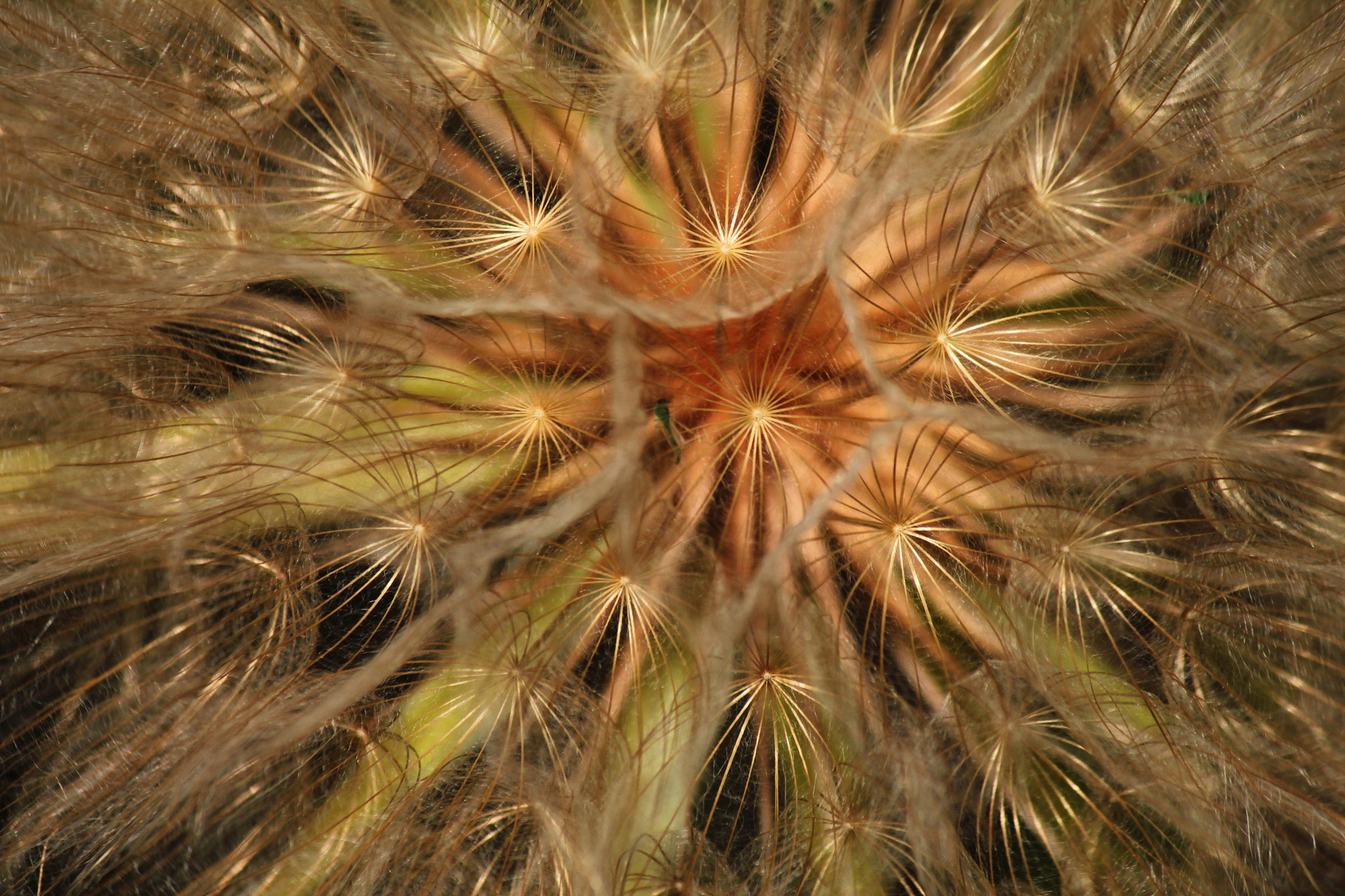 Canon EF-S 55-250mm F4-5.6 IS II sample photo. Wild salsify photography