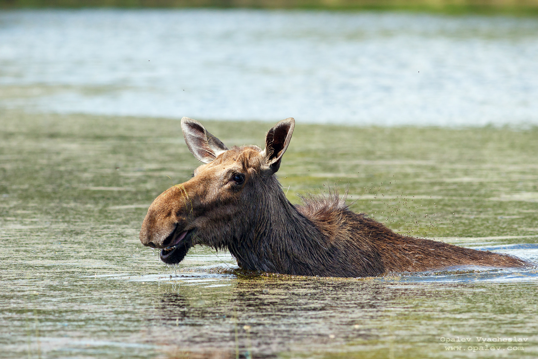 Canon EOS 7D Mark II + Canon EF 400mm F5.6L USM sample photo. Moose is come :) photography
