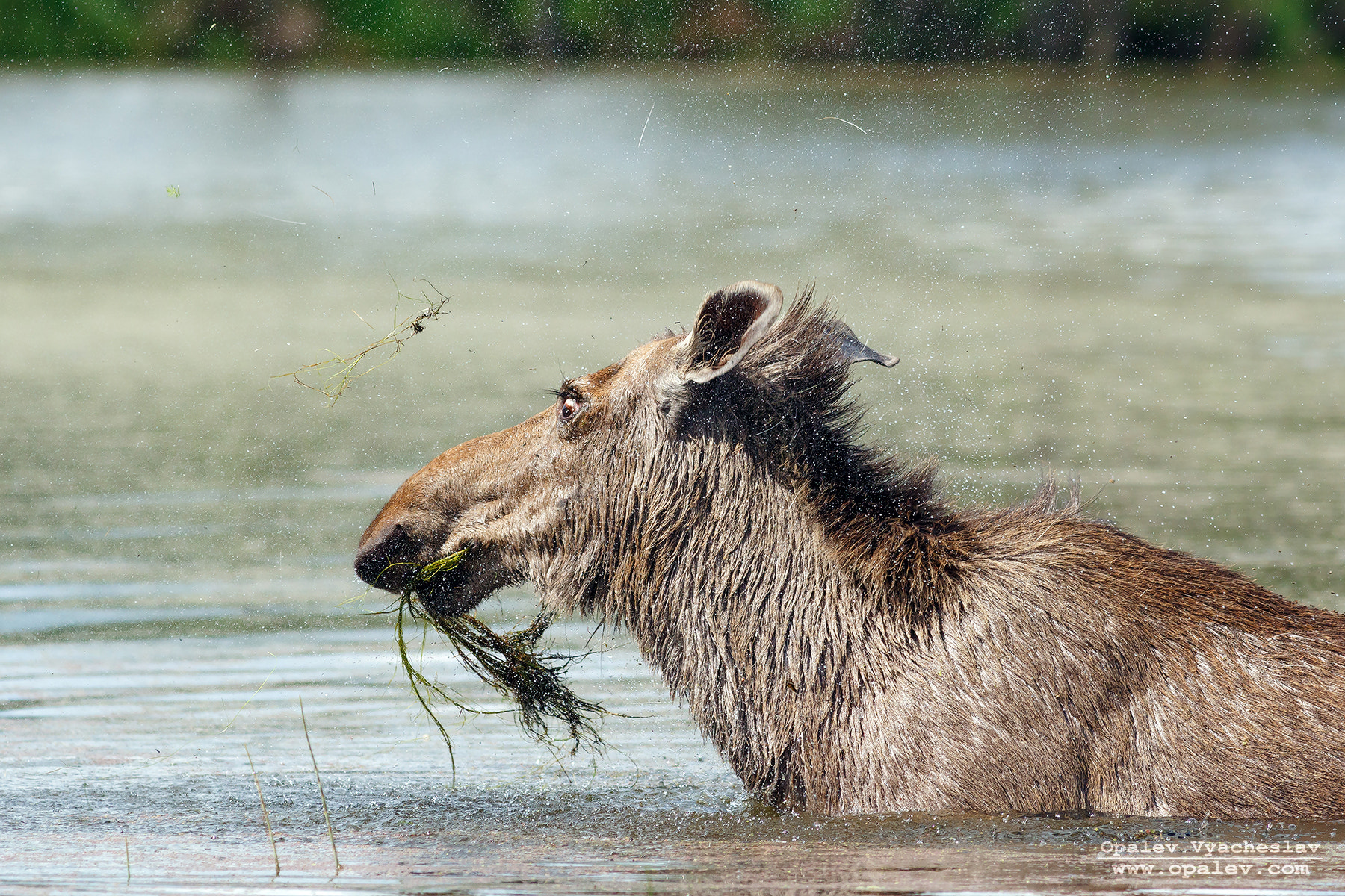 Canon EOS 7D Mark II + Canon EF 400mm F5.6L USM sample photo. Moose is come :) photography