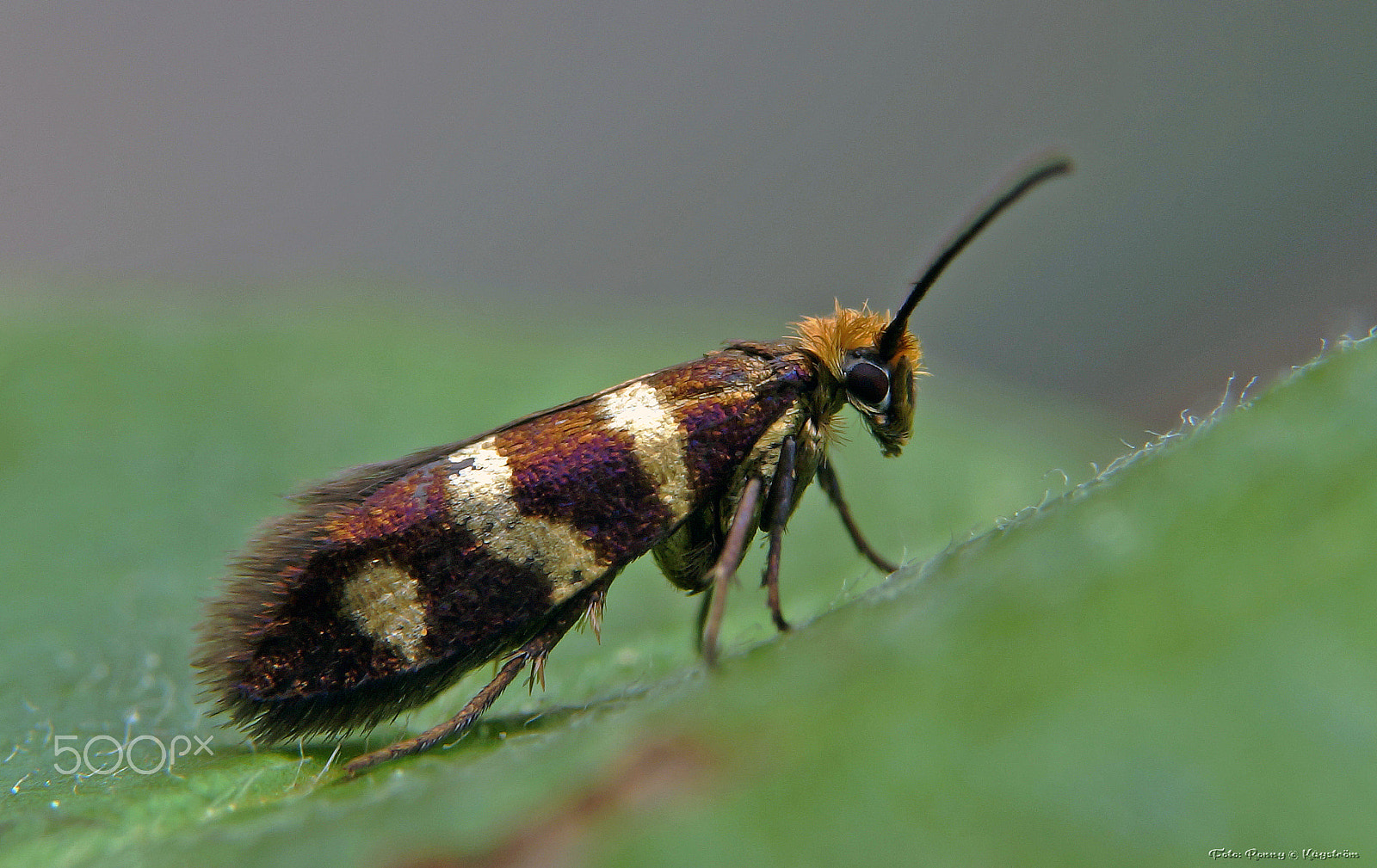 Sony a99 II + 90mm F2.8 Macro SSM sample photo. Micropterix aureatella photography