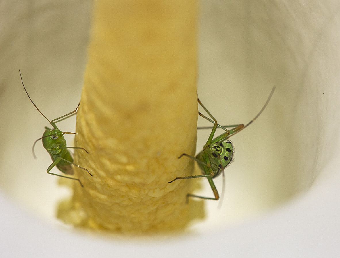Sigma APO Macro 150mm f/2.8 EX DG HSM sample photo. Green bugs photography