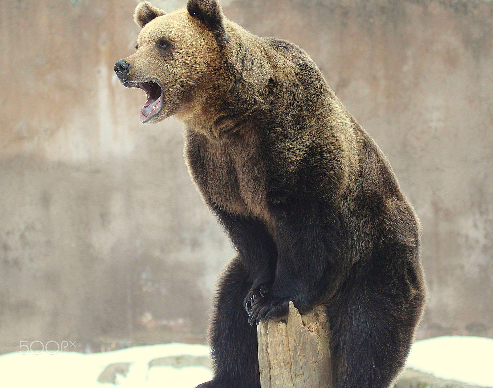 Canon EF 100-400mm F4.5-5.6L IS USM sample photo. A lonely bear photography