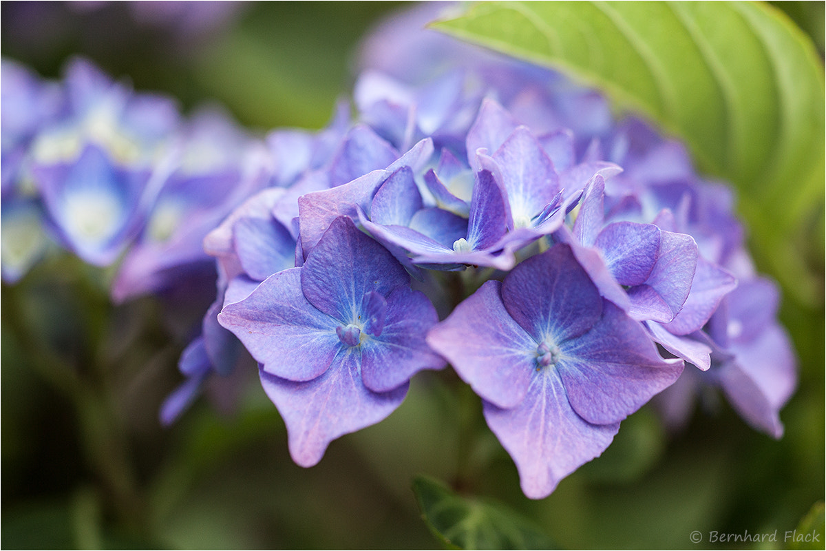 Sigma APO Macro 150mm f/2.8 EX DG HSM sample photo. Hortensie photography