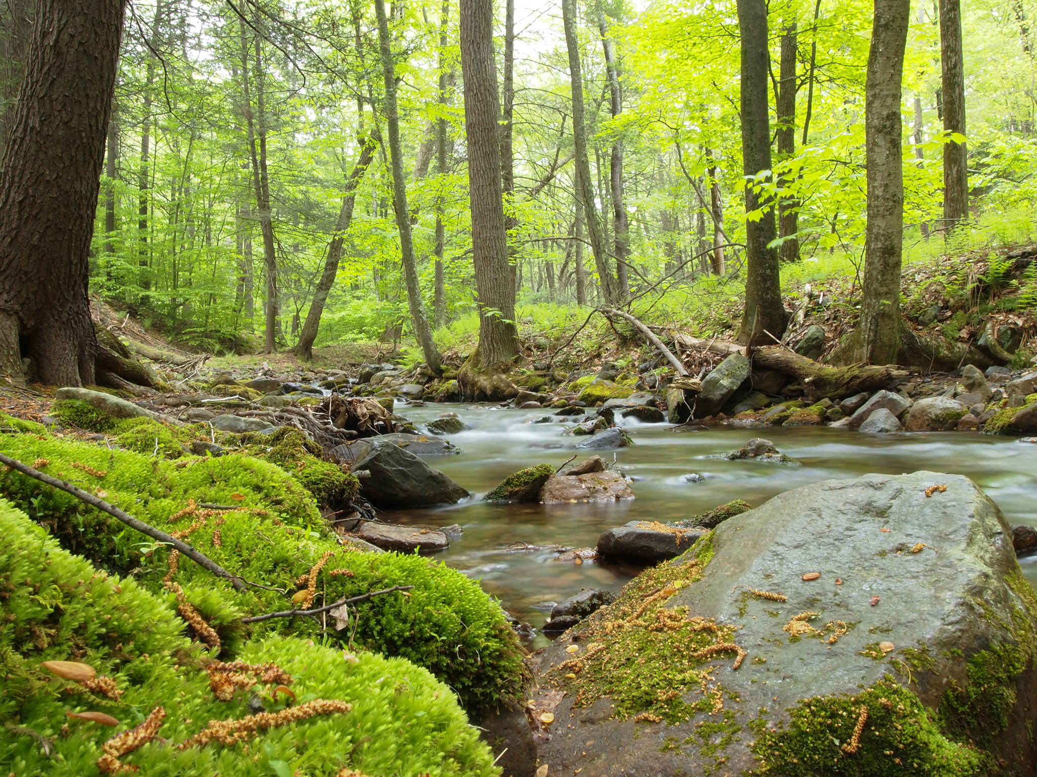 Olympus M.Zuiko Digital 14-42mm F3.5-5.6 II sample photo. Calm stream delaware watergap photography