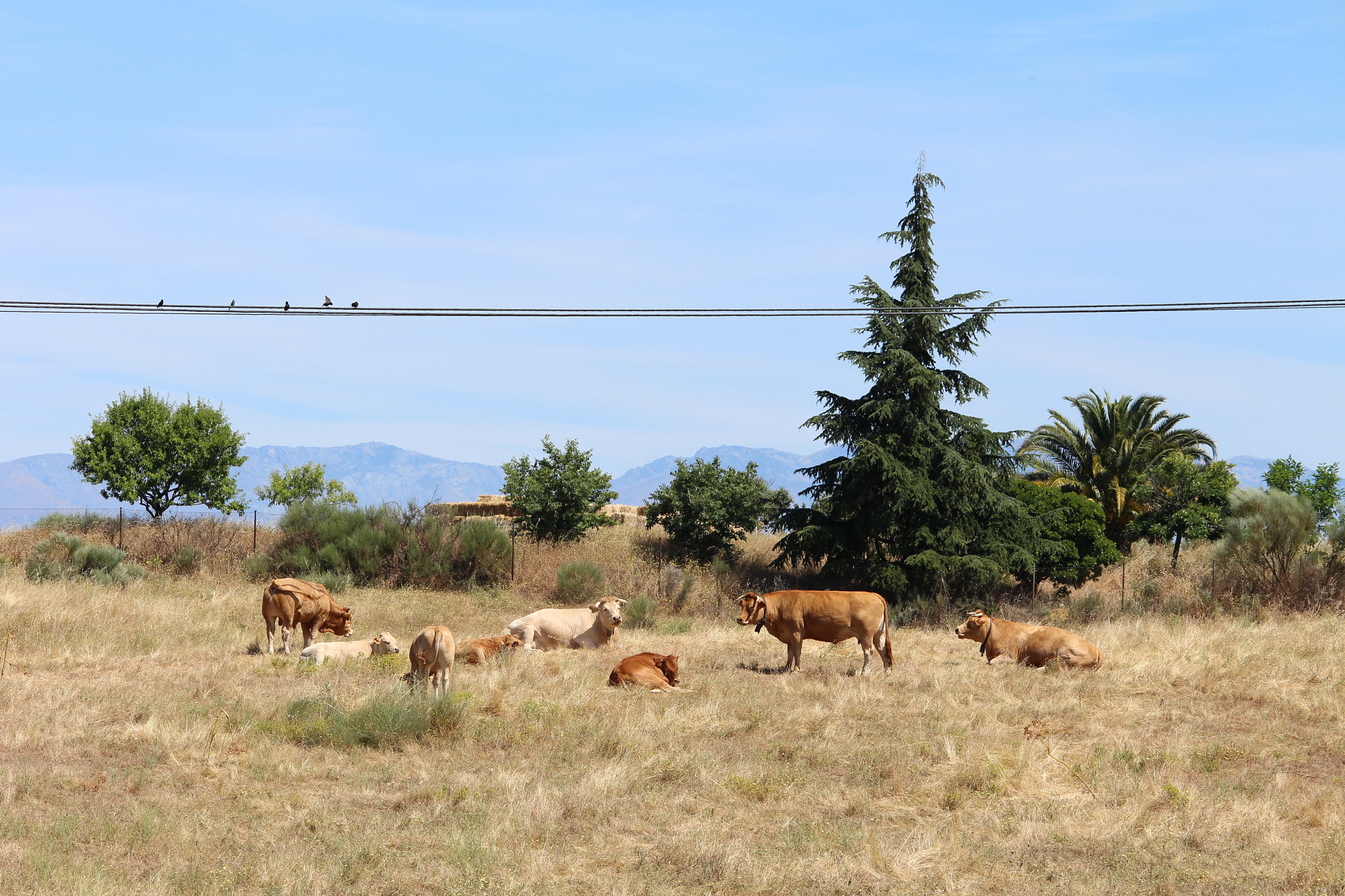 Canon EOS M sample photo. Vacas al sol photography