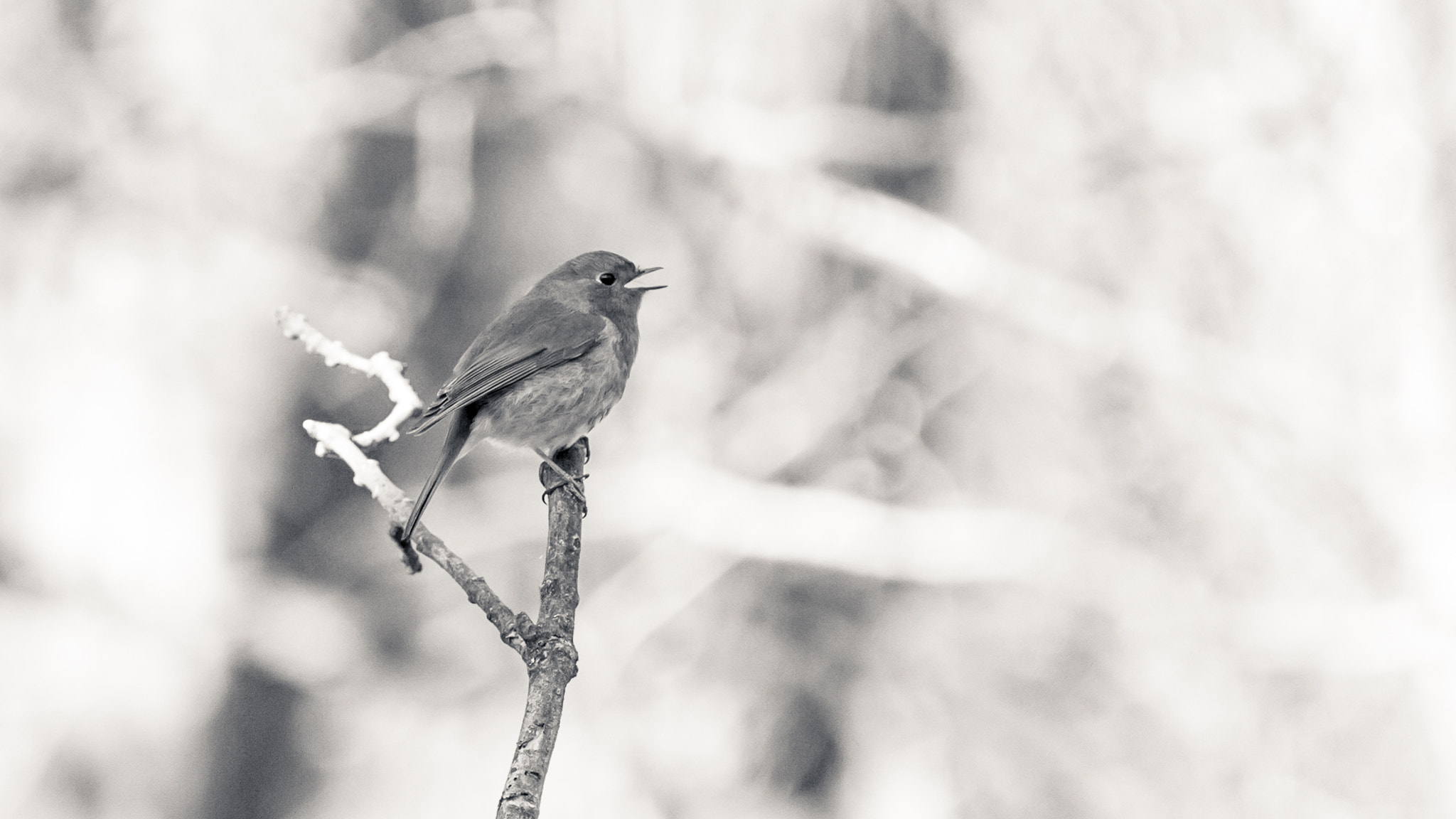 Nikon D4S sample photo. Robin in the woods photography