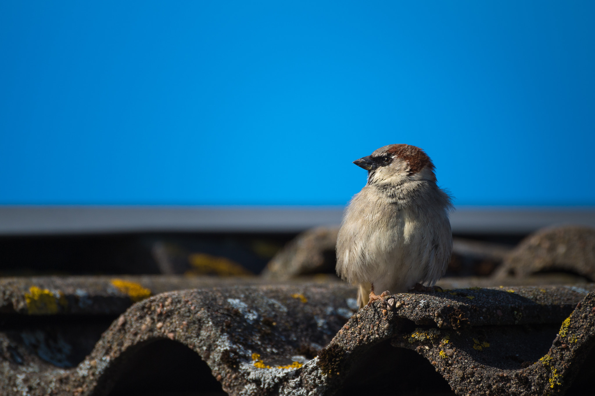 Nikon D4S sample photo. Passer montanus photography