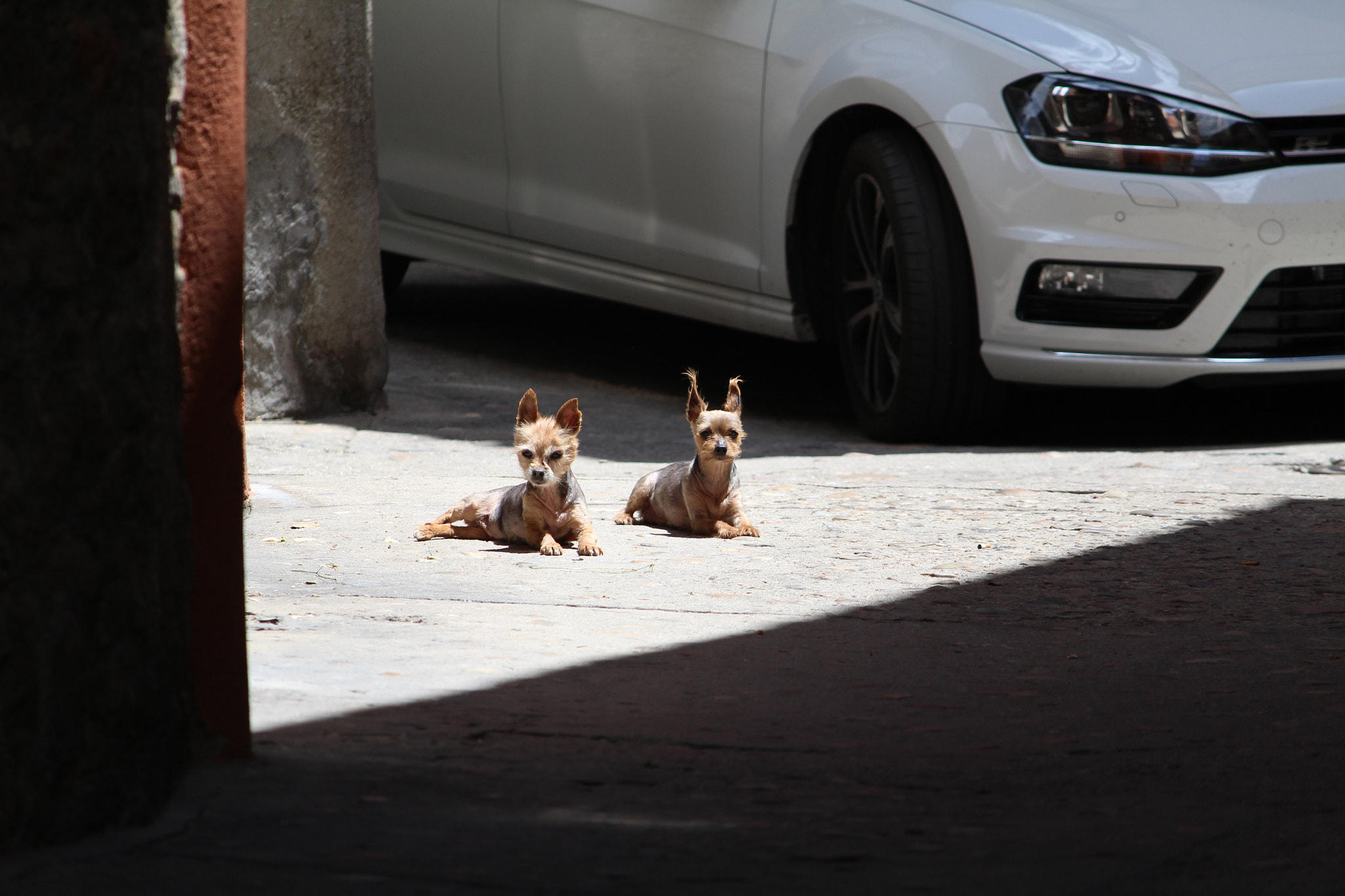 Canon EOS M + Canon EF-S 55-250mm F4-5.6 IS II sample photo. Perritos photography