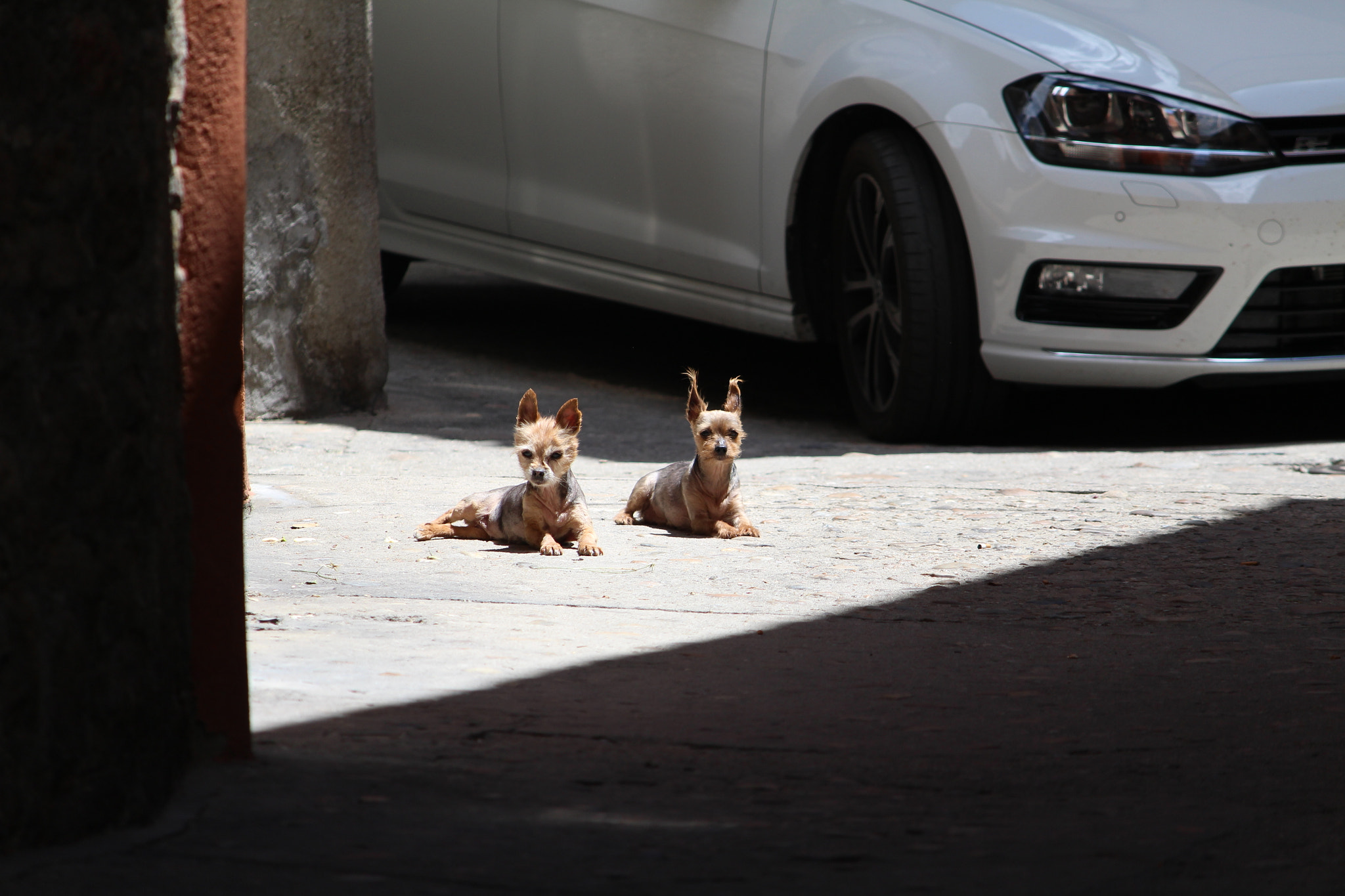 Canon EOS M sample photo. Perritos photography
