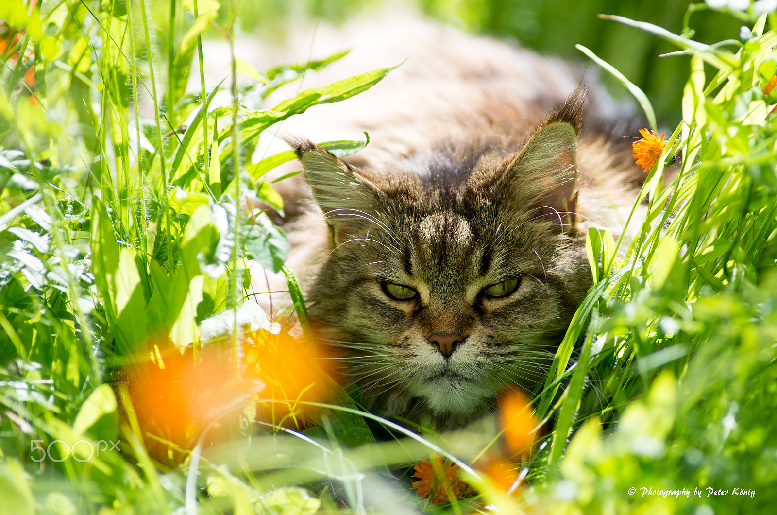 Nikon D600 + Nikon AF Nikkor 180mm F2.8D ED-IF sample photo. Maine coon in meadow photography