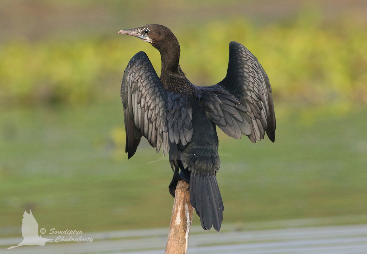 Canon EOS 7D Mark II + Canon EF 400mm F5.6L USM sample photo. The indian cormorant photography
