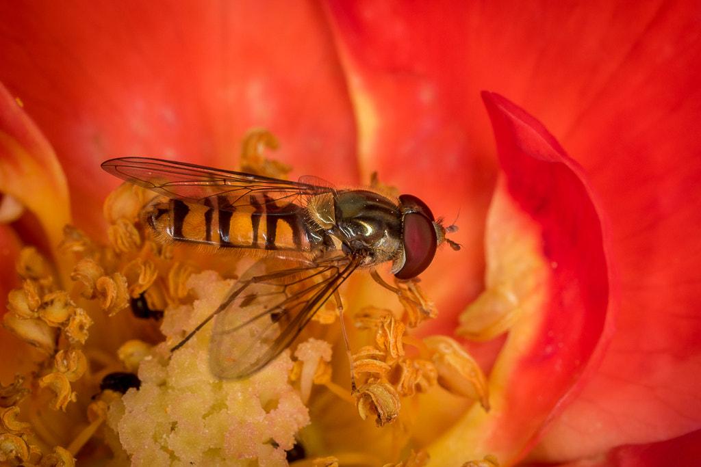 Canon MP-E 65mm F2.5 1-5x Macro Photo sample photo. Syrphe photography