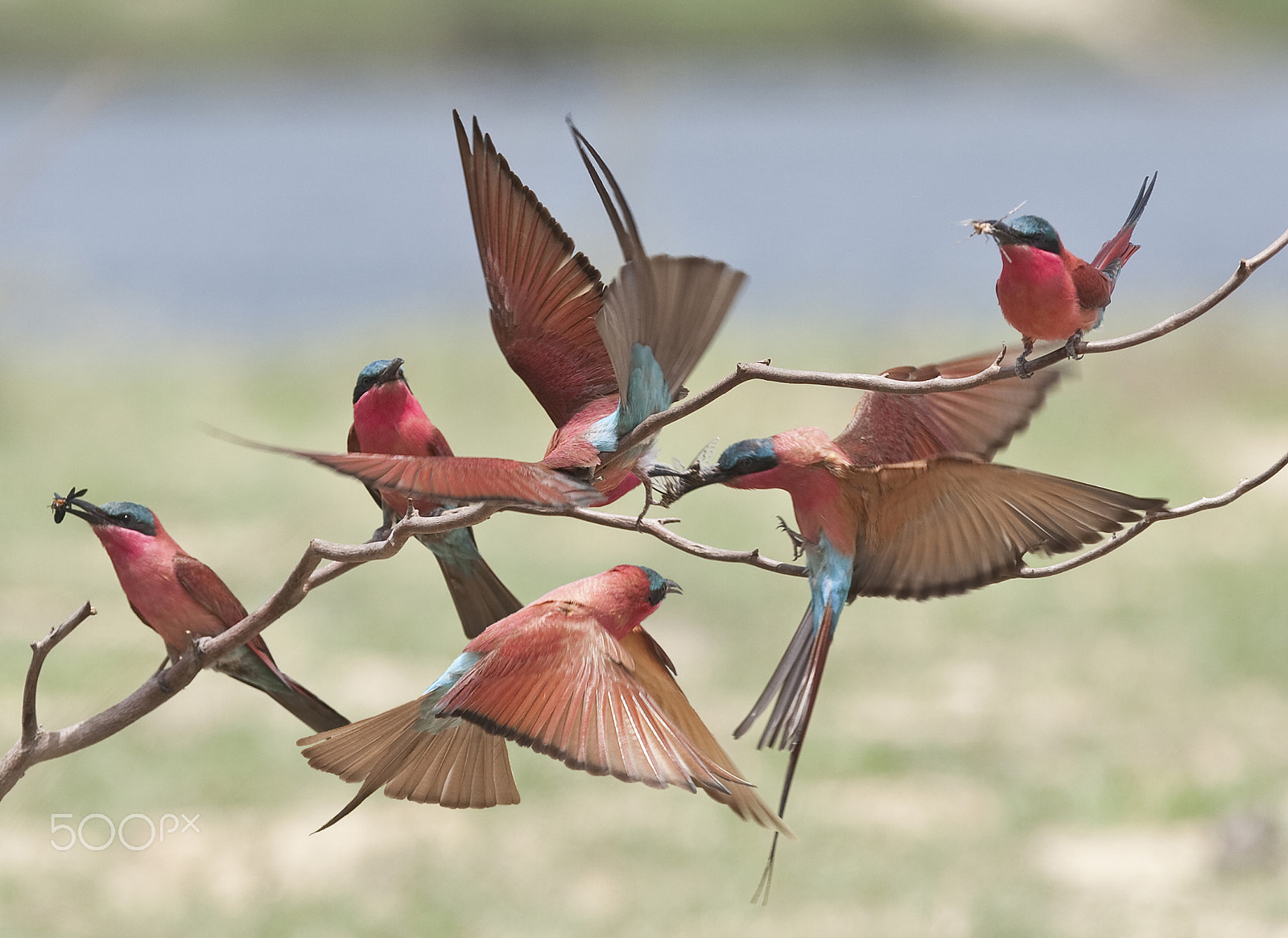 Canon EOS-1D Mark III + Canon EF 300mm F2.8L IS USM sample photo. Fly by photography