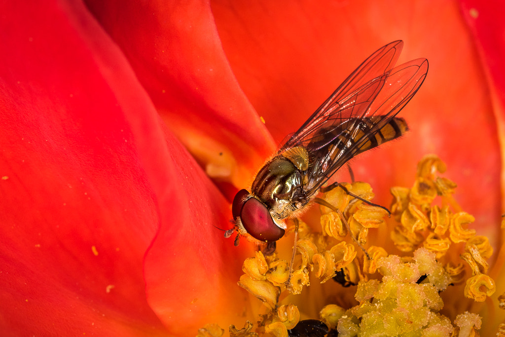 Canon MP-E 65mm F2.5 1-5x Macro Photo sample photo. Syrphe photography