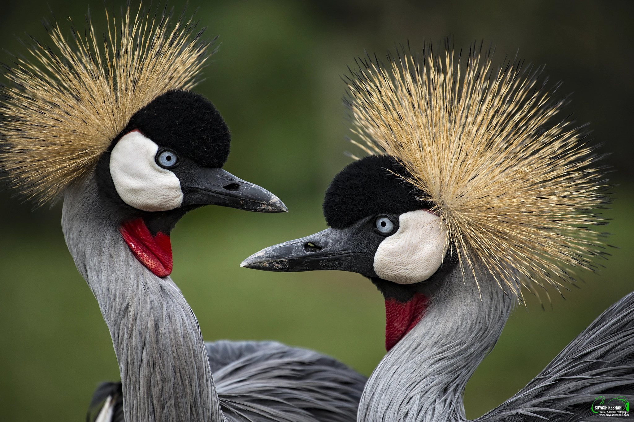 Canon EF 70-300mm F4-5.6L IS USM sample photo. Lovebirds photography