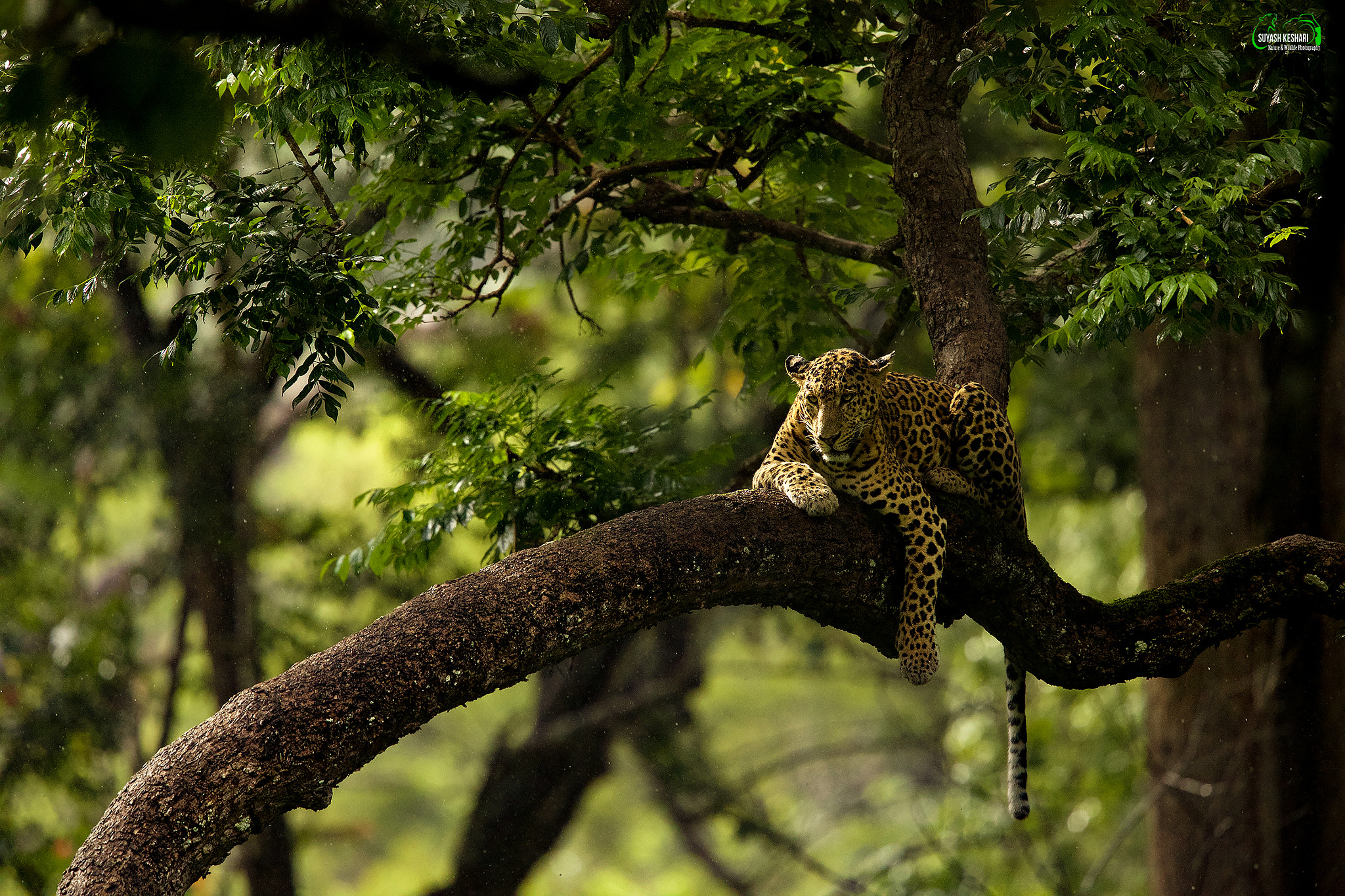 Canon EF 500mm F4L IS II USM sample photo. A lounging leopard, in the rain and golden light photography