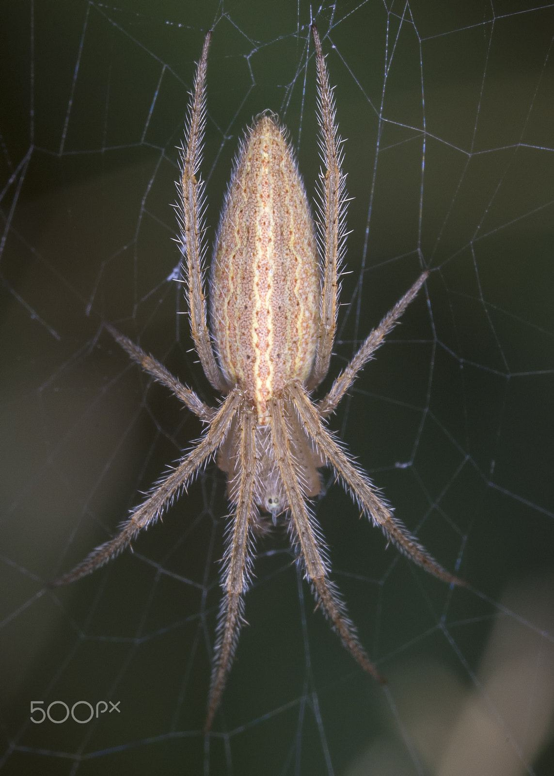 Canon EF 180mm F3.5L Macro USM sample photo. Spider photography