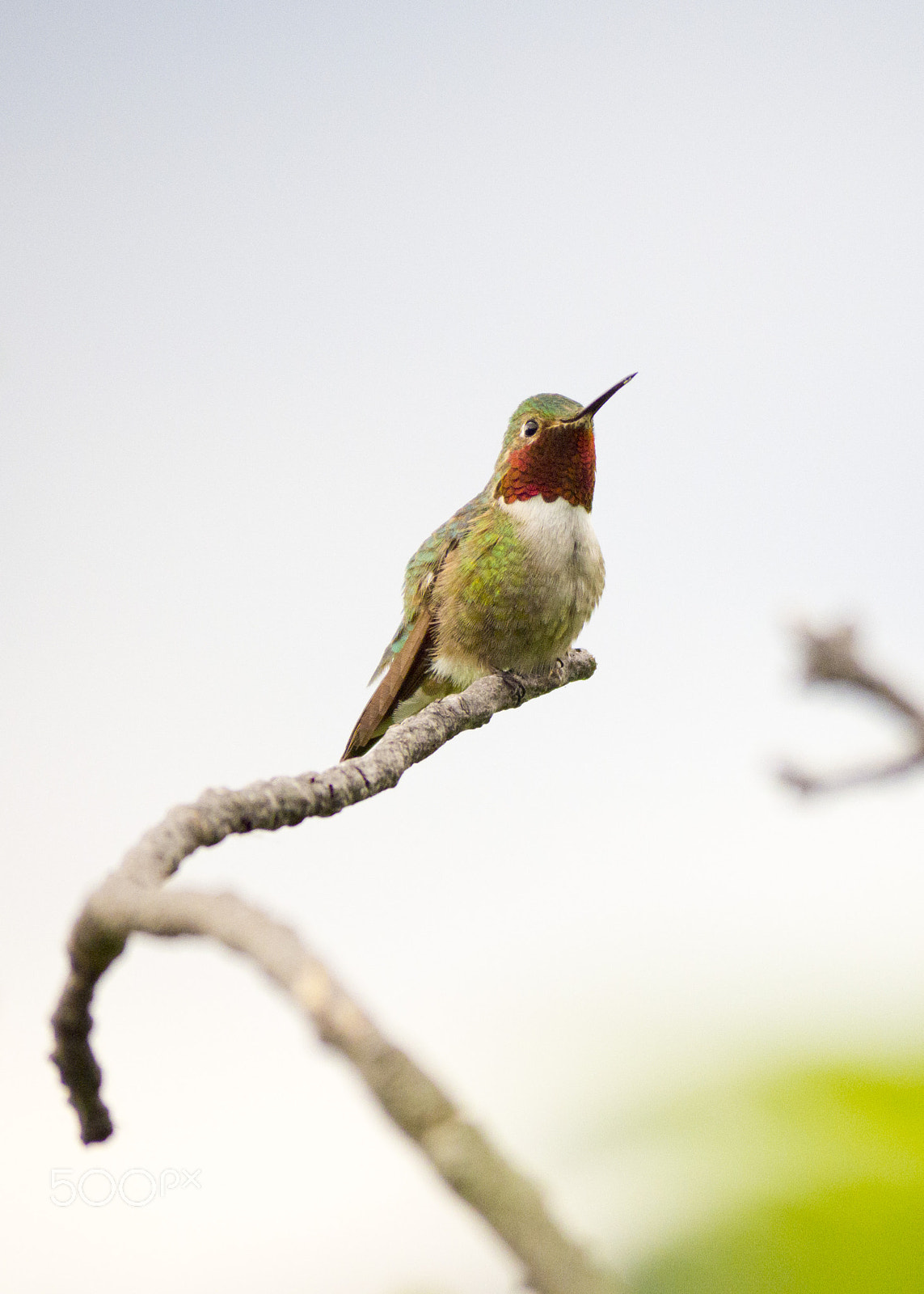 Olympus OM-D E-M10 sample photo. The proud hummingbird photography
