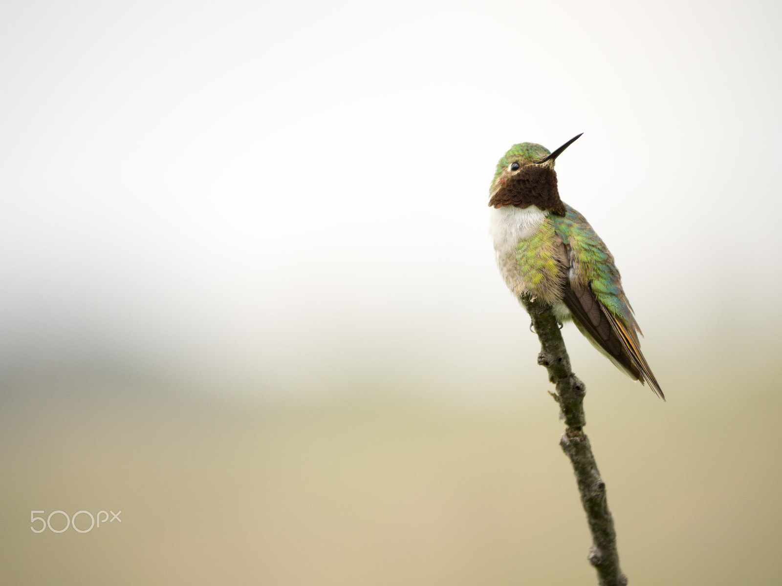 Olympus OM-D E-M10 sample photo. Hummingbird strikes a pose photography