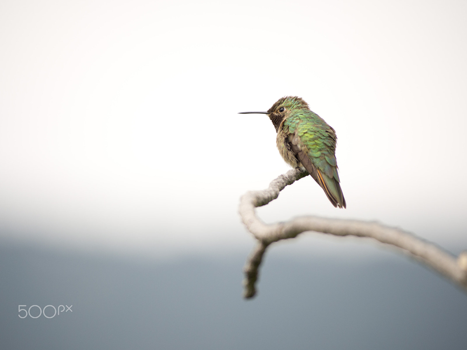 Olympus OM-D E-M10 sample photo. Angry hummingbird photography