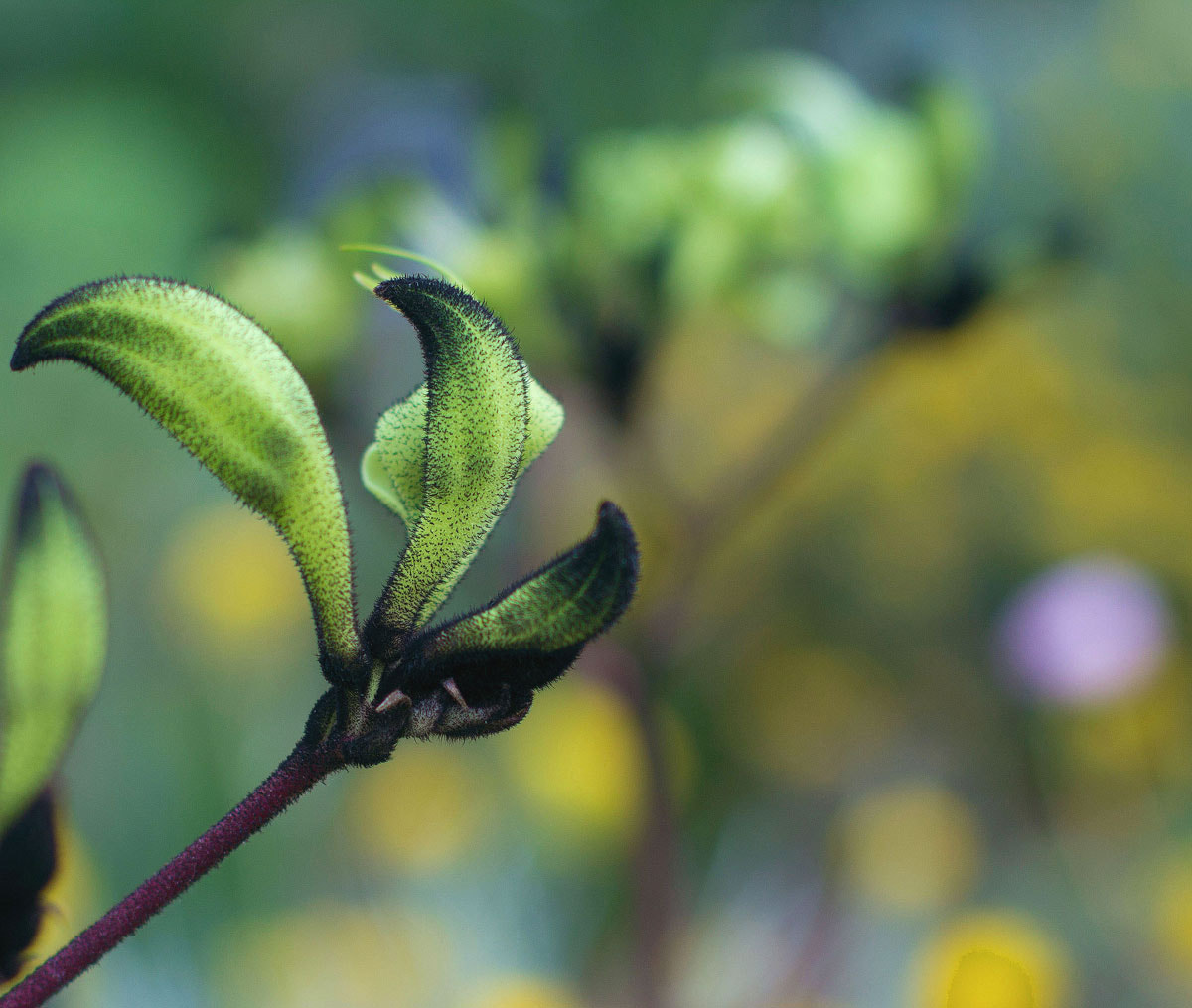 Canon EOS 60D + Canon EF 50mm F1.4 USM sample photo. Kangaroos paw kings park photography