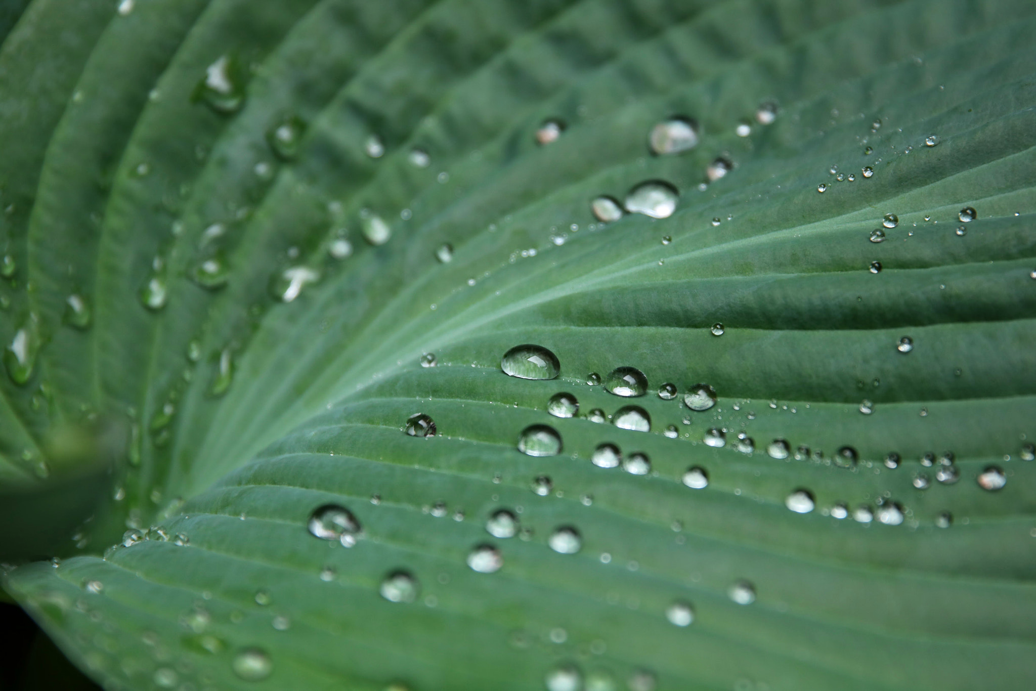 Canon EOS 760D (EOS Rebel T6s / EOS 8000D) sample photo. Water droplets photography