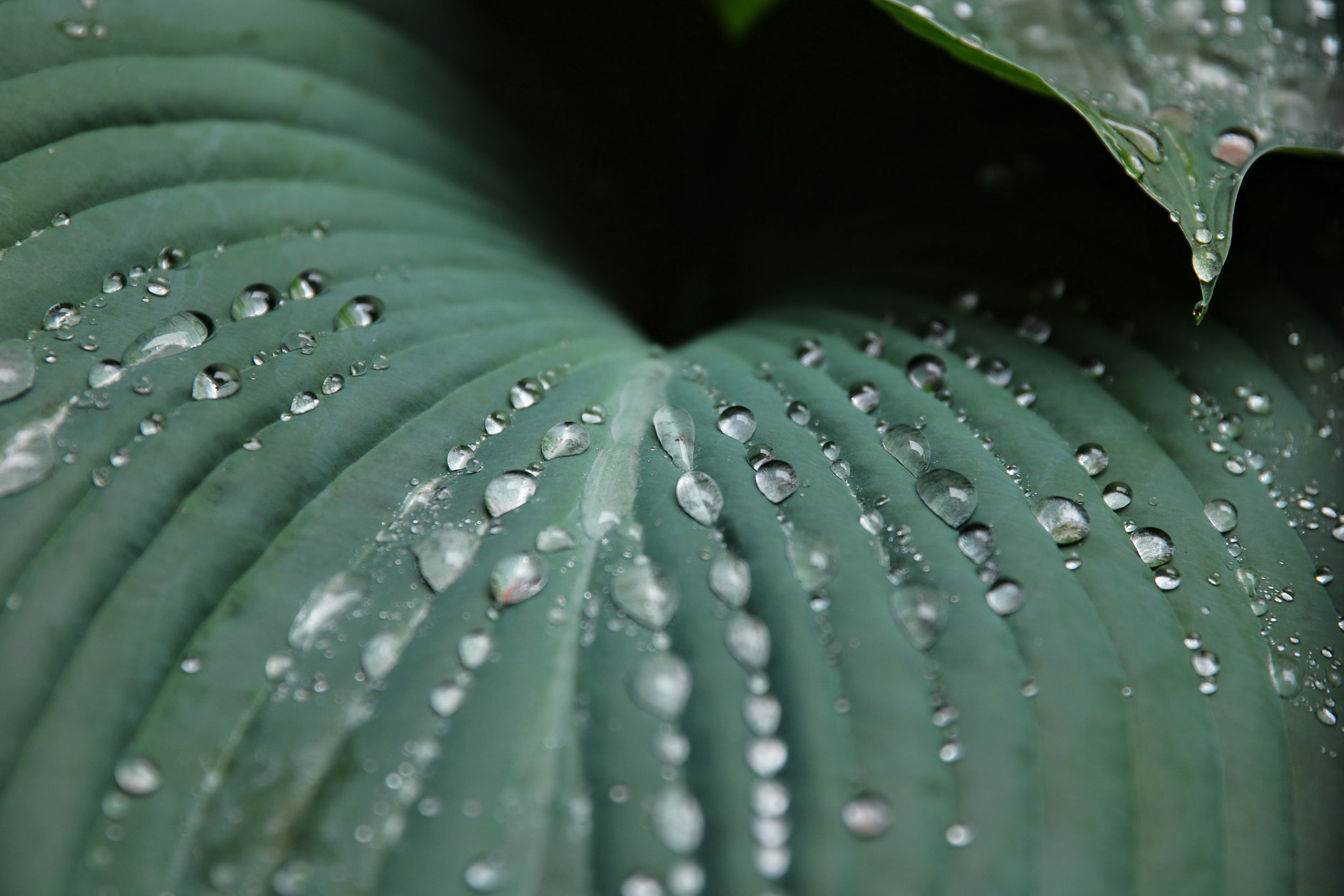 Canon EOS 760D (EOS Rebel T6s / EOS 8000D) sample photo. Water droplets photography