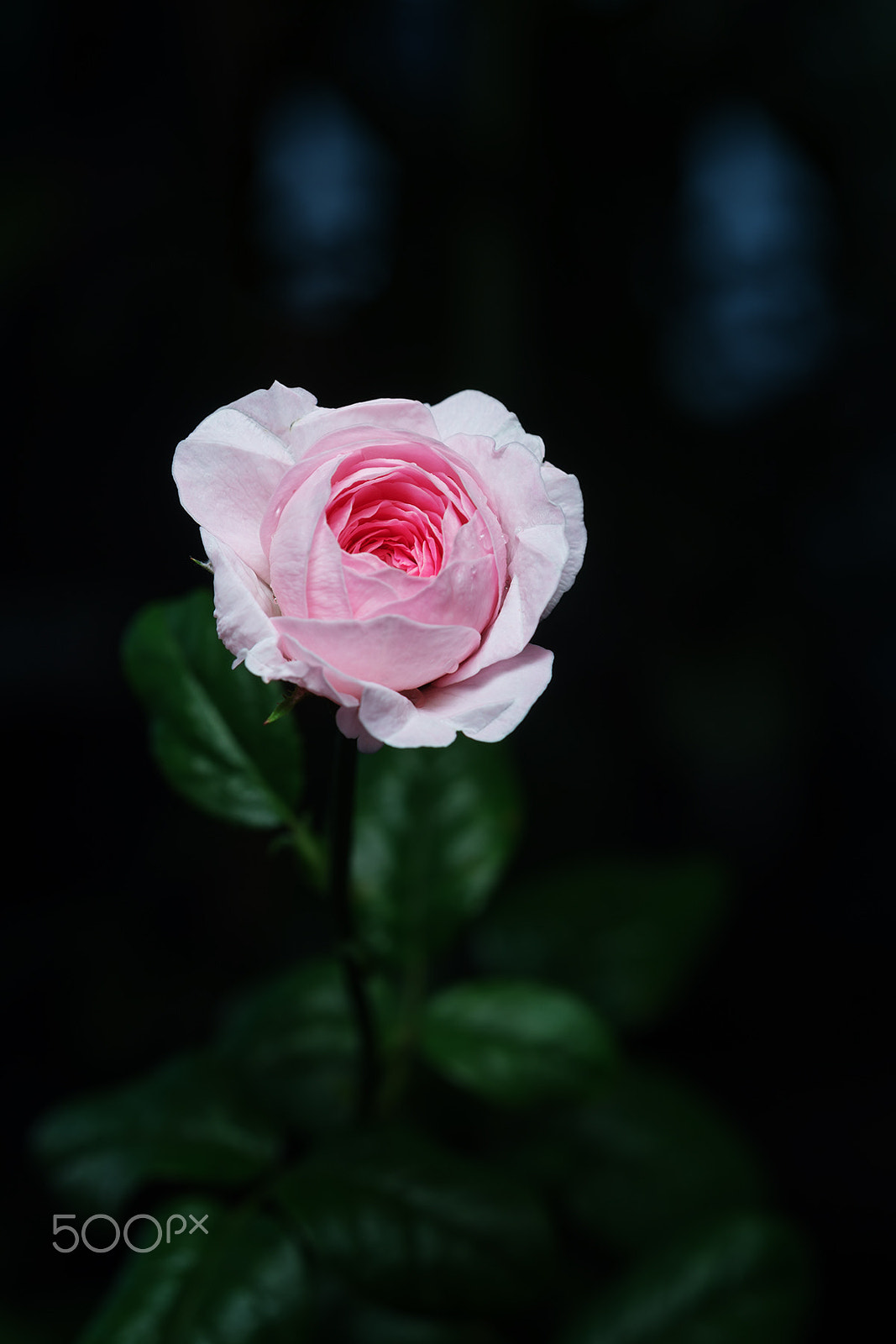 Sony a99 II + Sony 100mm F2.8 Macro sample photo. Mon coeur photography