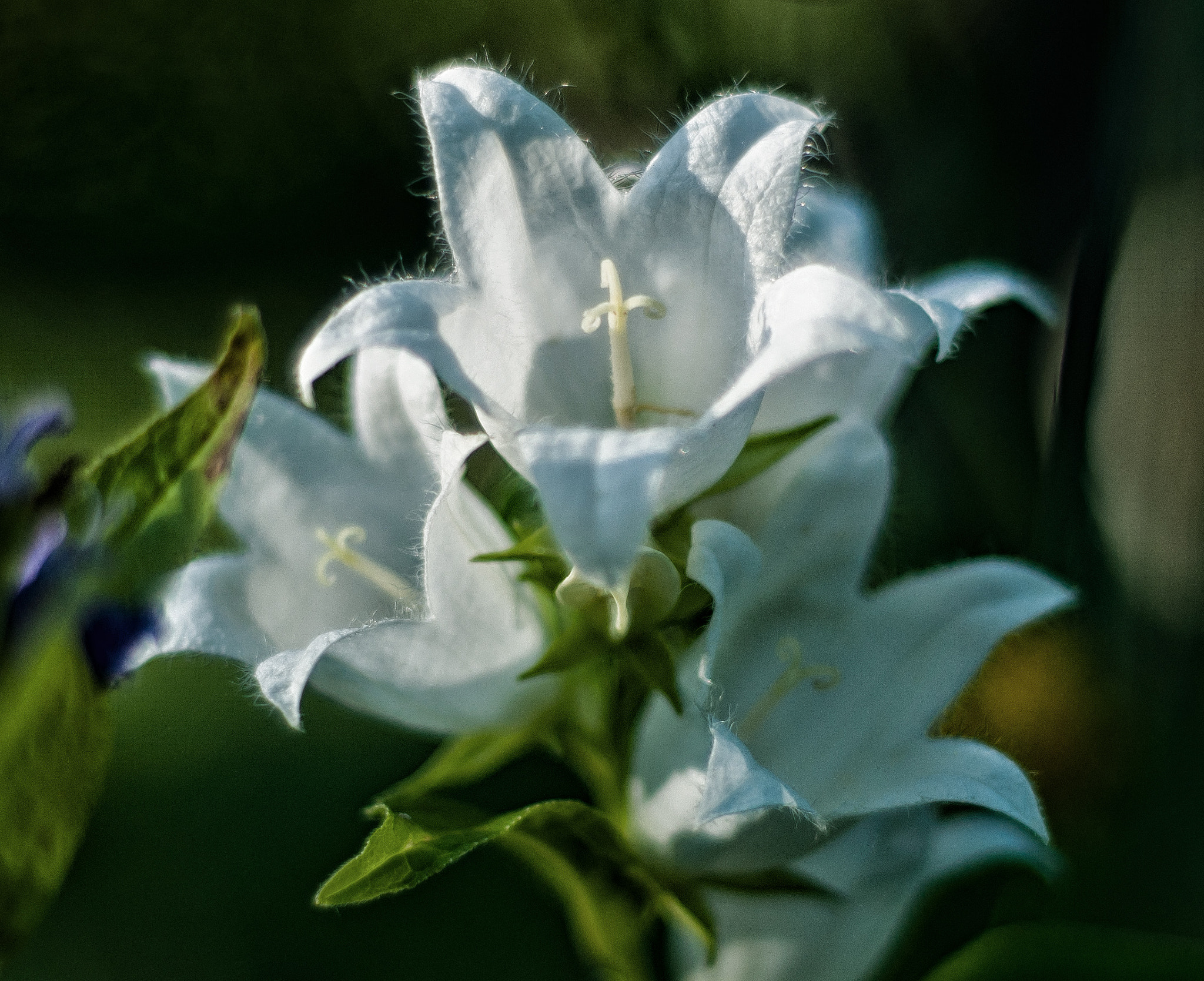 Nikon D5000 + Nikon AF Nikkor 50mm F1.8D sample photo. Evening bells photography